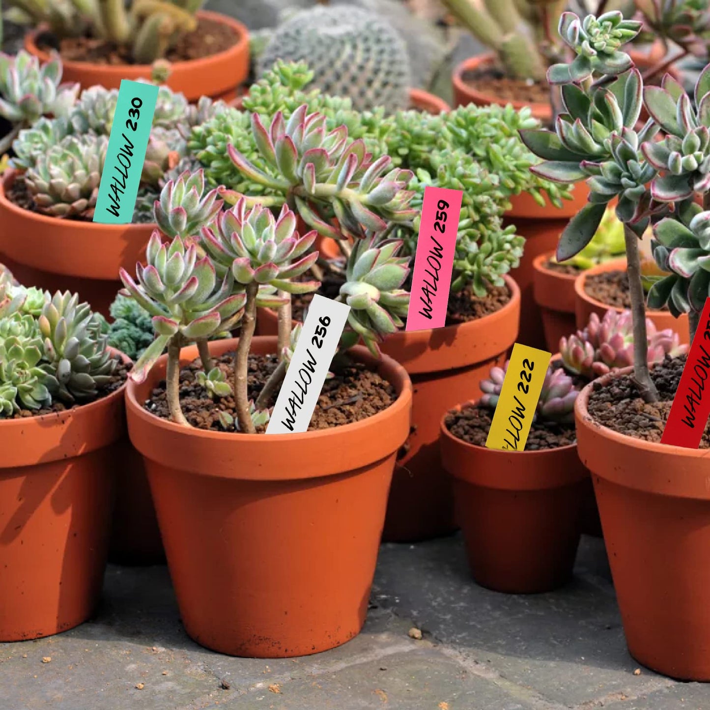 Foraineam Pack of 1000 Plant Stakes, Plant Signs, Hanging for Outdoors, Weatherproof Garden Signs, Plug-in Labels, Weatherproof Plant Labels for All Gardens, White, 10 x 2 cm