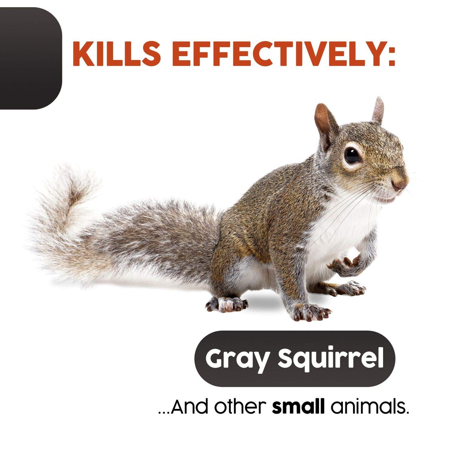 Big Squirrel Trap Indoor Outdoor – Medium Rodent Trap – Ouell Traps – Black and Grey Squirrels – QAI Quell – Most Powerful Trap