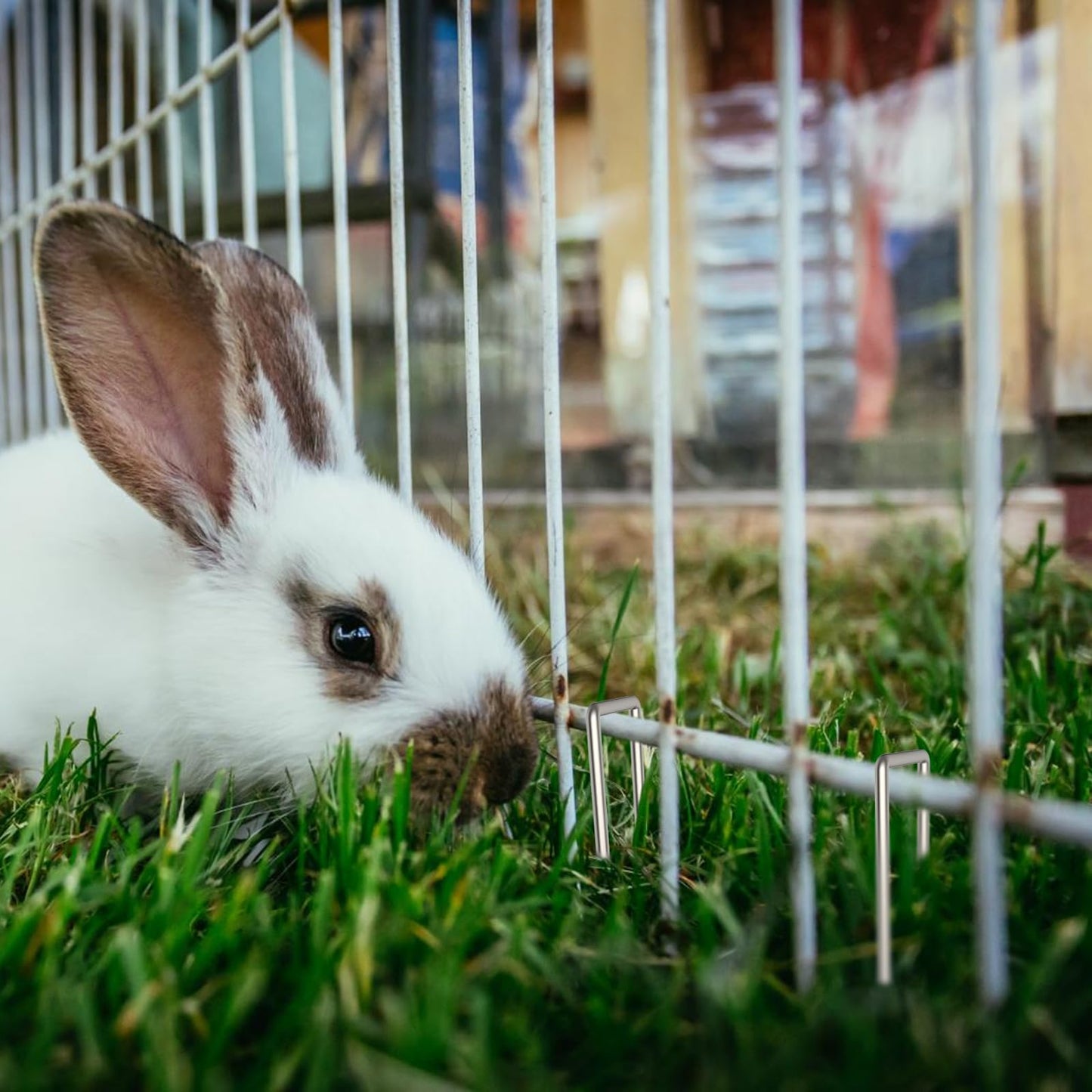 AAGUT Galvanized Garden Stakes 40 Pack 12 Inch Heavy Duty Fence Anchors 8 Gauge Metal Landscape Staples for Anchoring Tent, Weed Barrier Fabric, Ground Cover