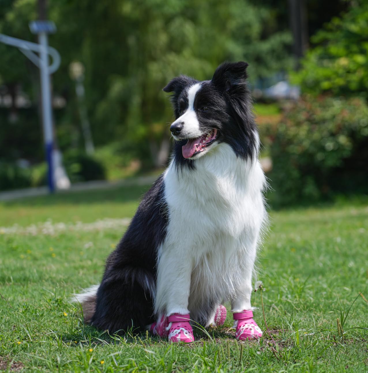 Dog Shoes: Non-Slip Waterproof Sandals for Hot Pavement, Breathable Perforated Boots, Large/Medium/Small Sizes, Ideal Paw Protector, Outdoor Clog Booties (Sky Blue, Size 3)