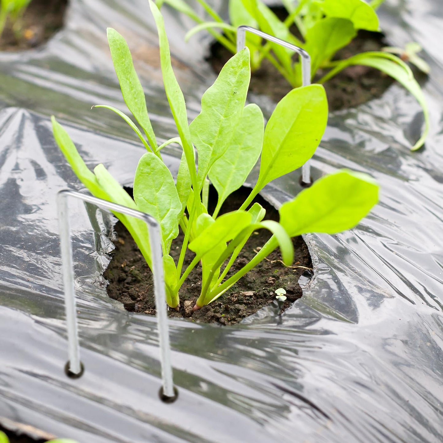 Artilife Landscape Fabric Staples with Gaskets,Galvanized Steel Landscape Staples,6” Length 11 Gauge Landscape Fabric Pins,U Shape Landscaping Staples for Weed Barrier (200pcs 6")