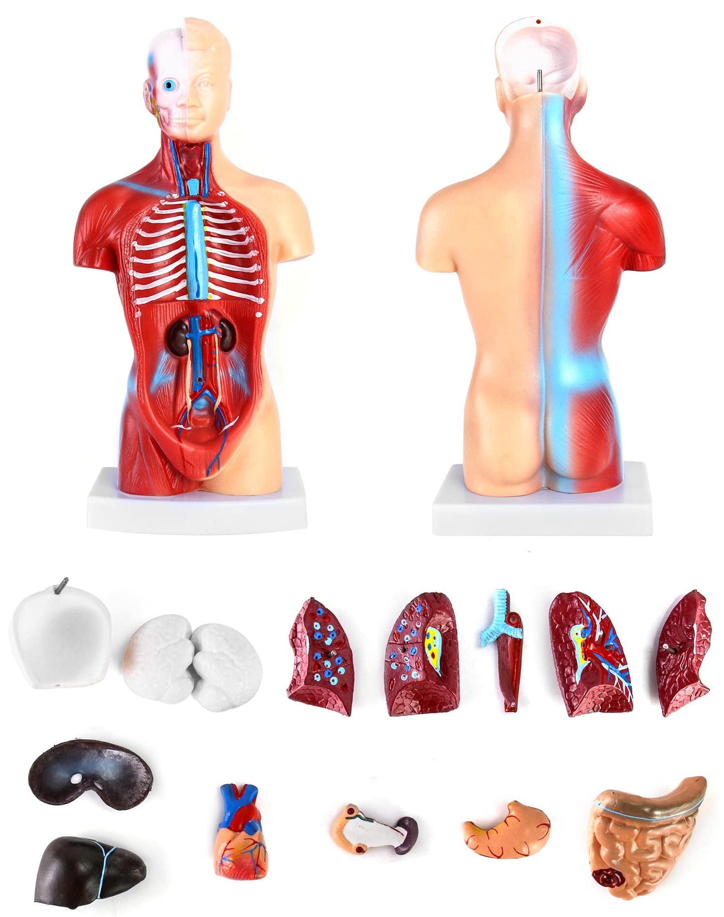 QWORK® 15-Part Painted Human Body Model, Human Torso Organ Anatomical Model for Medical Learning Researching Display, 11 Inch / 28 cm