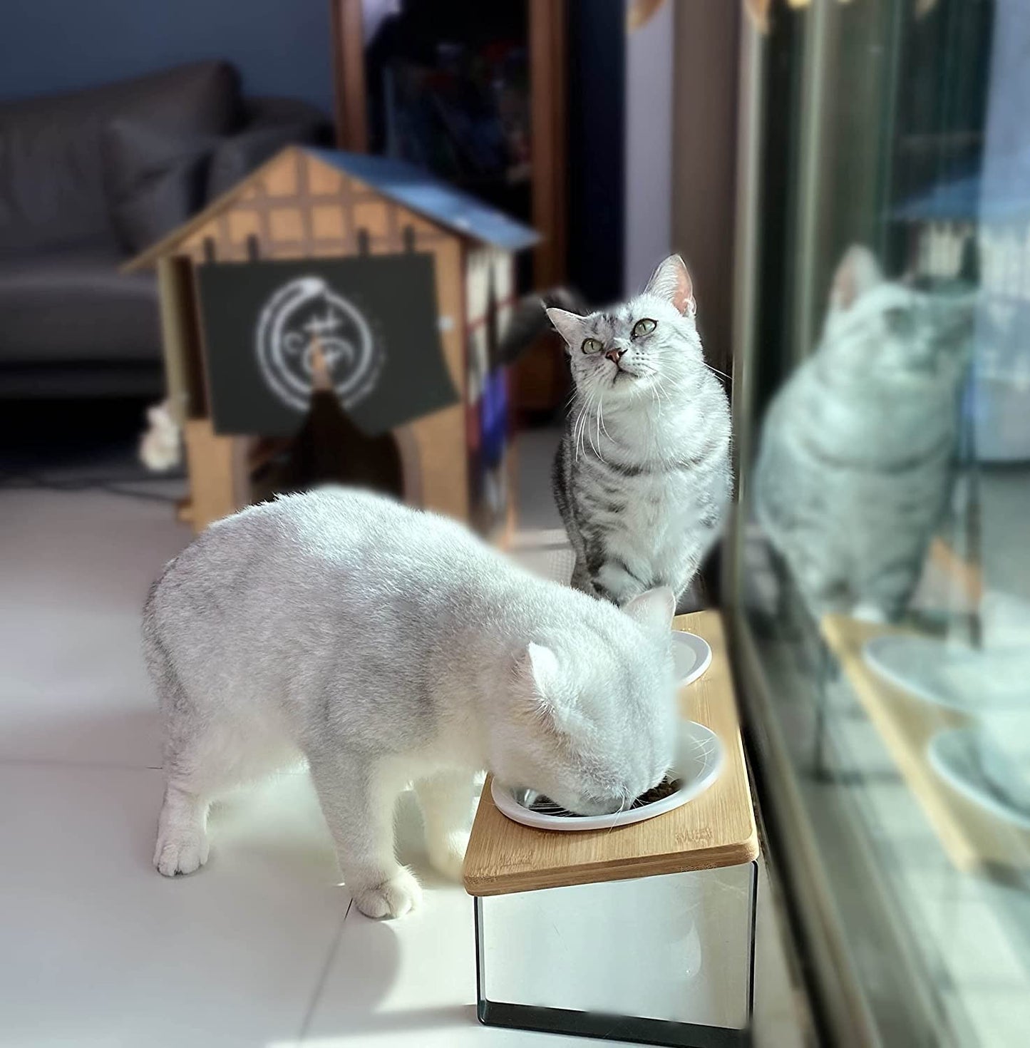 Sunhoo Cat Bowl Elevated Cat Food Water Bowls Raised Kitty Dish Set of 2 Ceramic 15° Tilted Puppy Dishes Pet Bowl with Bamboo Stand Indoor Anti Vomiting (Yellow)