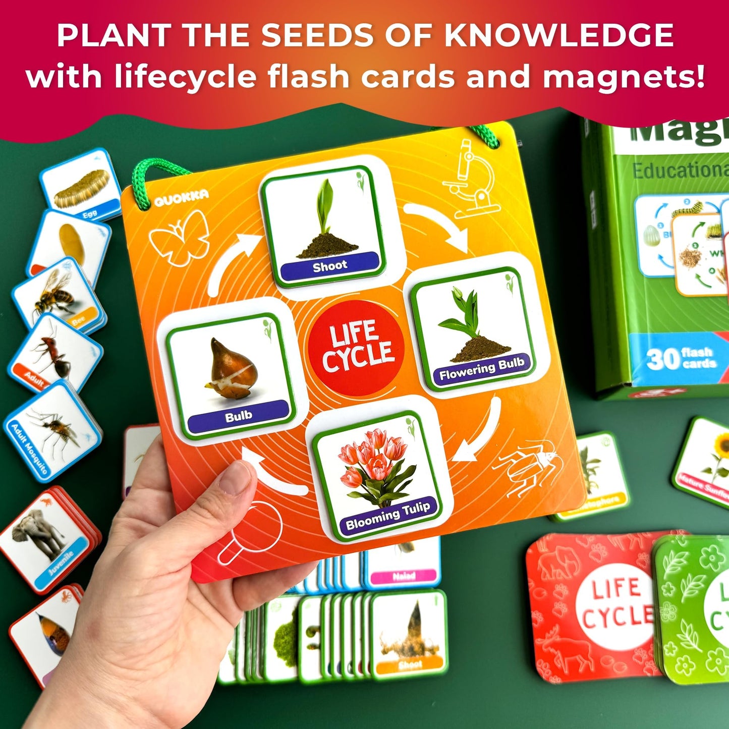 Quokka Life Cycle Kit Toy Montessori - 30 Flash Cards Toddler Science Activities for Kids Ages 3-4 - Prek Animal Learning Materials 3-5 - 120 Magnetic Homeschooling Supplies for Preschool
