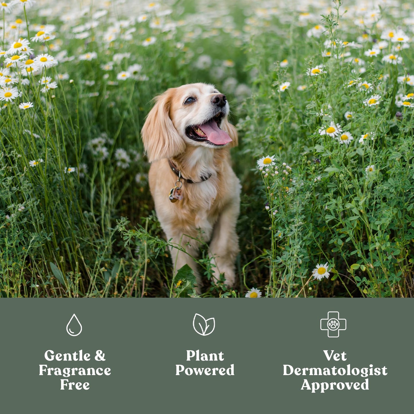 Dandylion Clean Paws Refill | Dog Paw Cleaner & Washer for Muddy Paws | No-Rinse Foaming Cleanser | Gentle, Fragrance-Free, pH Balanced & Safe for Small & Large Dogs | Refill Bottle | 10 fl oz