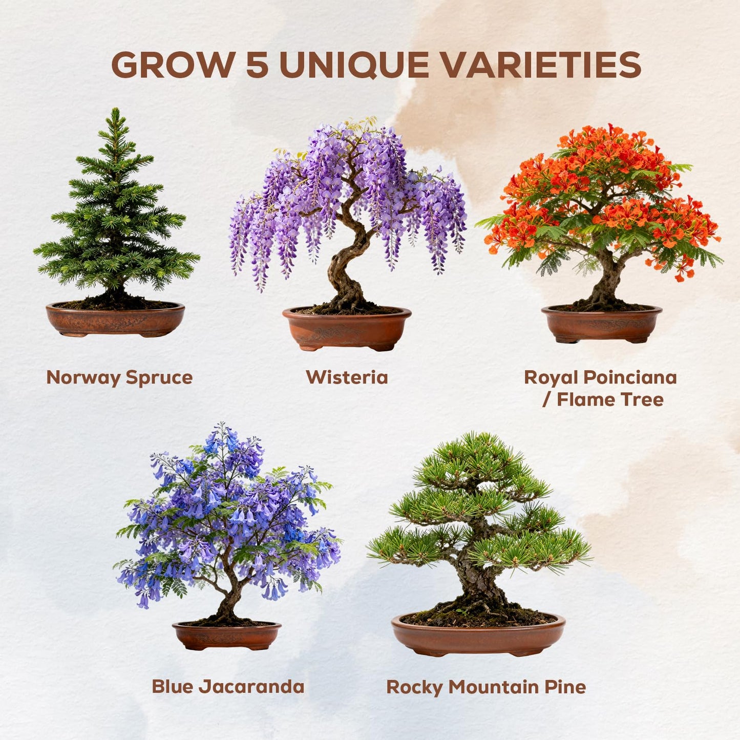 Crafts for Adults - Bonsai Tree Starter Kit with 5 Unique Japanese Trees | Complete DIY Gardening Kit for Birthday | Gifts for Women, Men, Mom, Dad, Plant Lovers