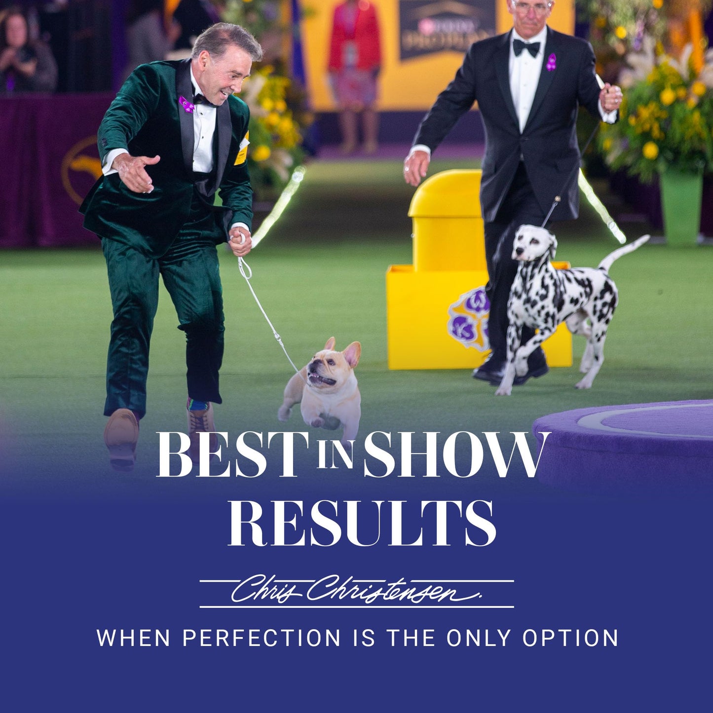 Chris Christensen 20 mm Oval Pin Dog Brush, Original Series, Groom Like a Professional, Stainless Steel Pins, Lightweight Beech Wood Body, Ground and Polished Tips