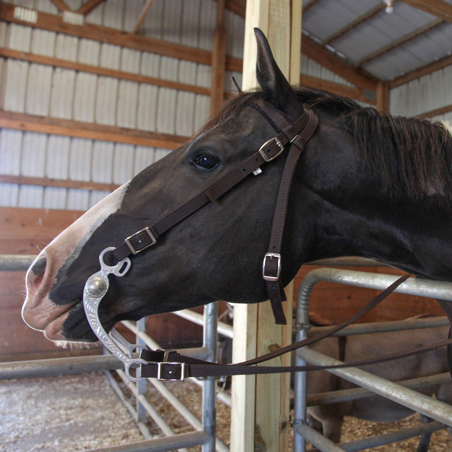 Majestic Ally Horse Headstall with Reins, Nylon Padded Browband, Multiple Colors (Turquoise, Full)
