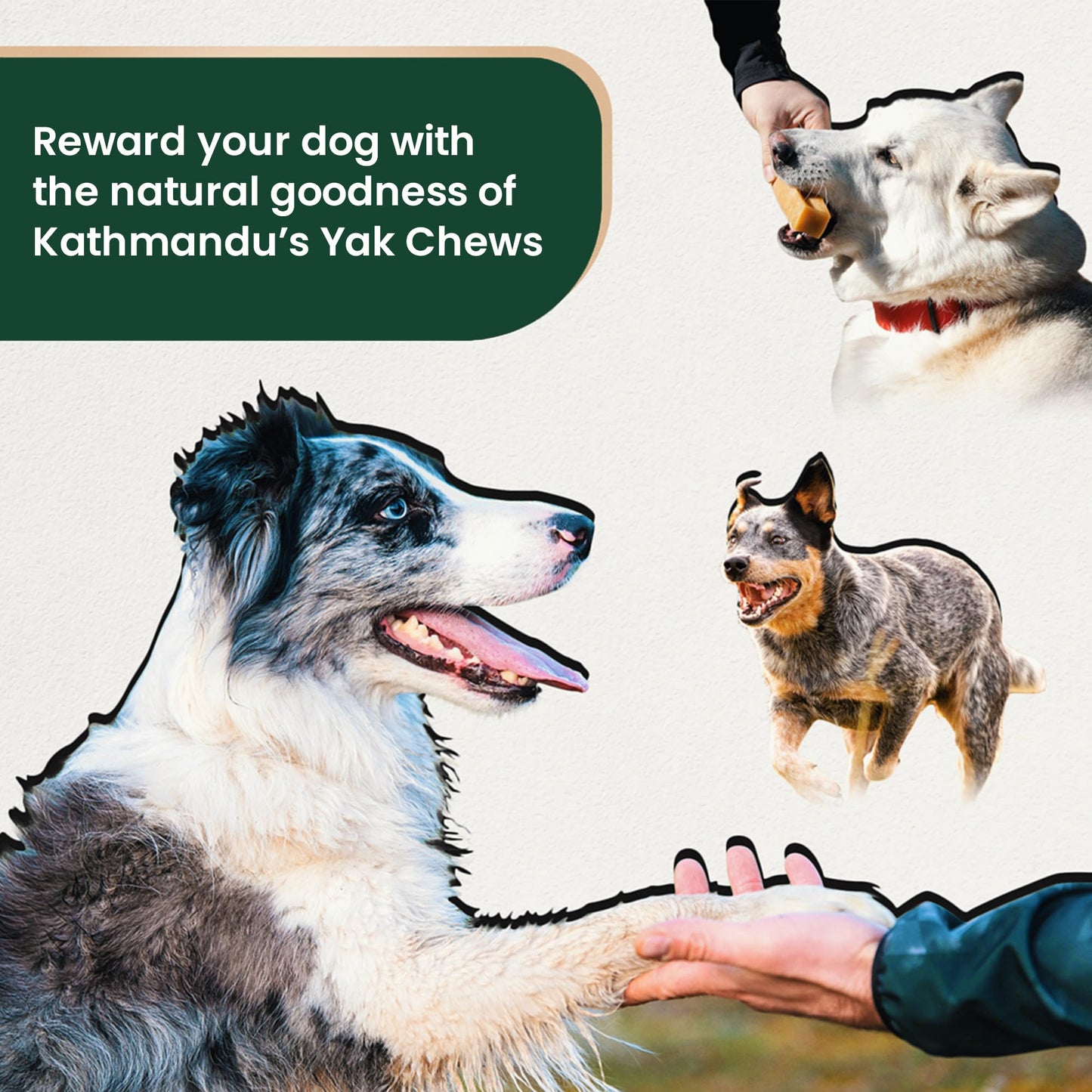 Authentic Himalayan Yak Cheese for Dogs - Large/XLarge (Pack of 4) - Sourced from Pristine Himalayan Foothill, Rawhide-Free, NO preservatives