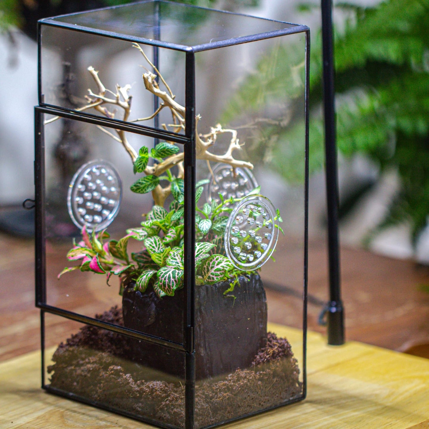 NCYP Glass Enclosure with Door and Vent Holes for Large Jumping Spider - 13 x 10 x 23 cm Front Opening Rectangle Black Terrarium - Holes Diameter 0.3cm (Terrarium Only)