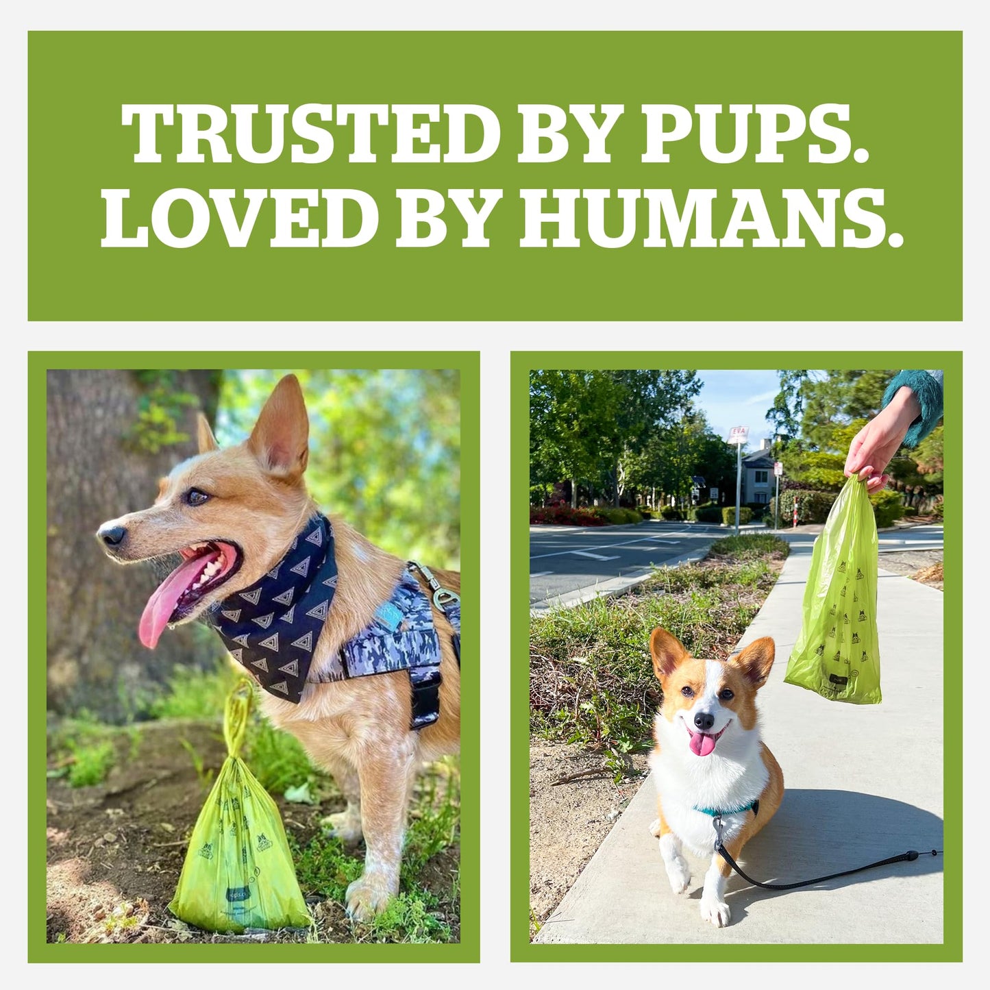 Pogi’s Poop Bags - Large, Leak-Proof Pet Waste Bags, Fresh Scent - 60 Rolls (900 Bags)