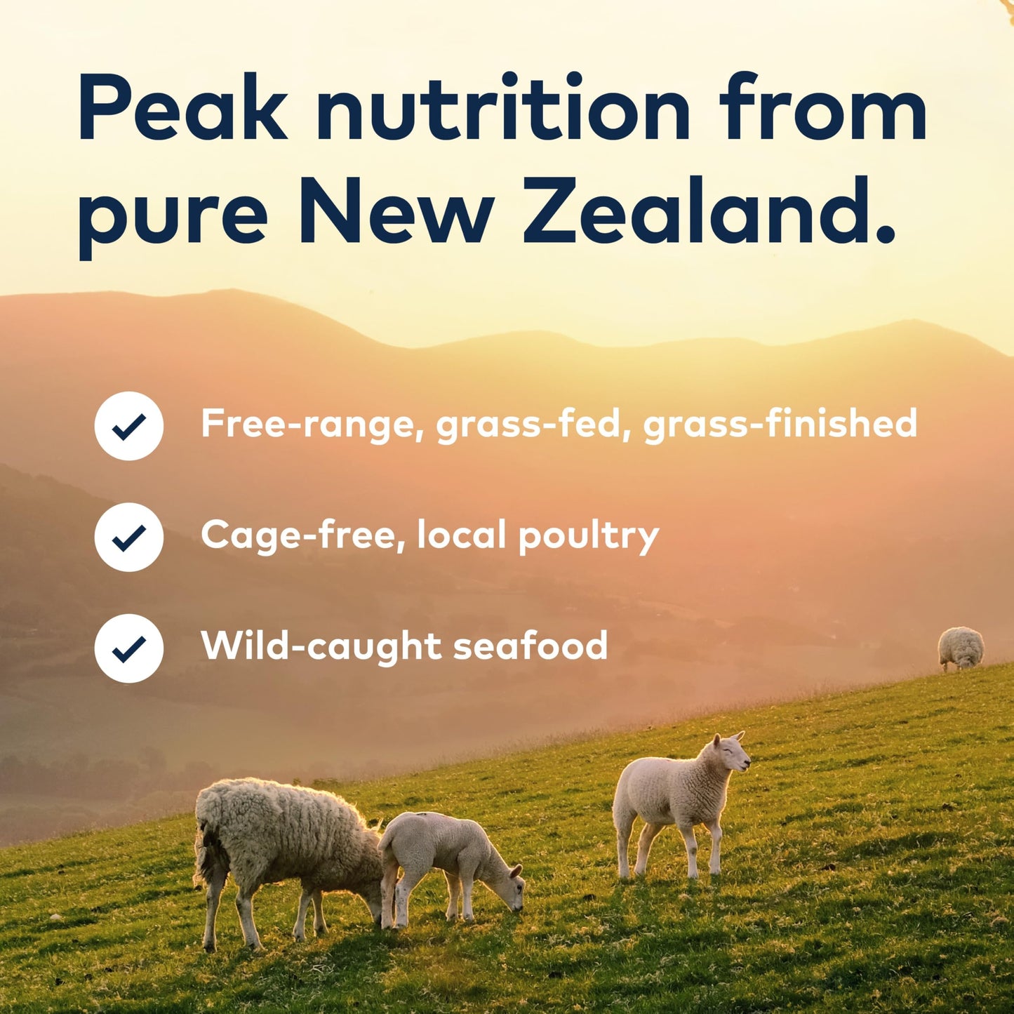 ZIWI Peak Canned Wet Cat Food – All Natural, High Protein, Grain Free, Limited Ingredient, with Superfoods (Venison, Case of 12, 185 g Cans)