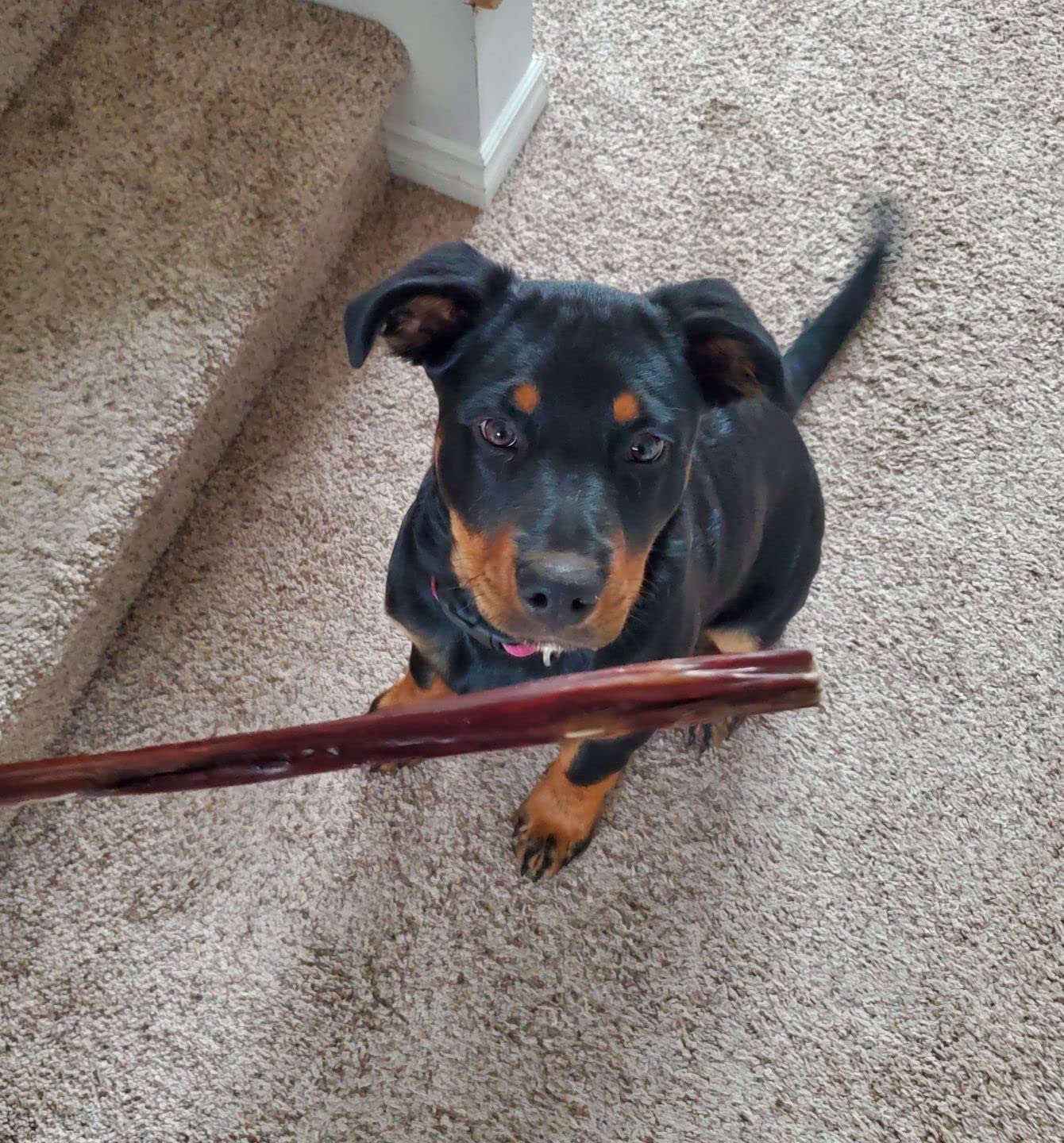 Bully Bunches All Natural 12 Inch Beef Jerky Sticks – Soft and Crunchy Gullet Chews - Odour Free, Rawhide Free, Chemical Free – Safe, Healthy and Nutritious Dog Treats for Light Chewers, 20 Pk