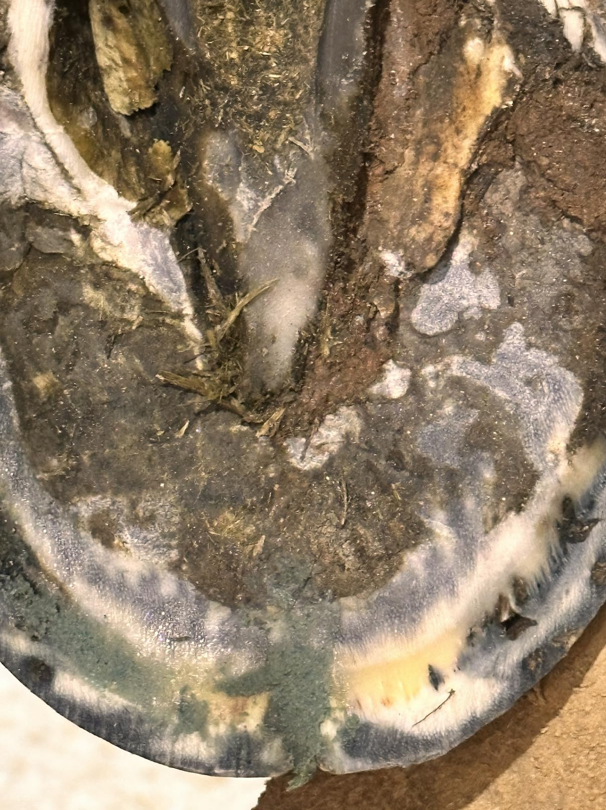 B Gone Hoof Clay - Official Store, for Equestrians, Horses with Whiteline Disease, Seedy Toe, Horse Care, White Line Prevention, Easy Apply Clay