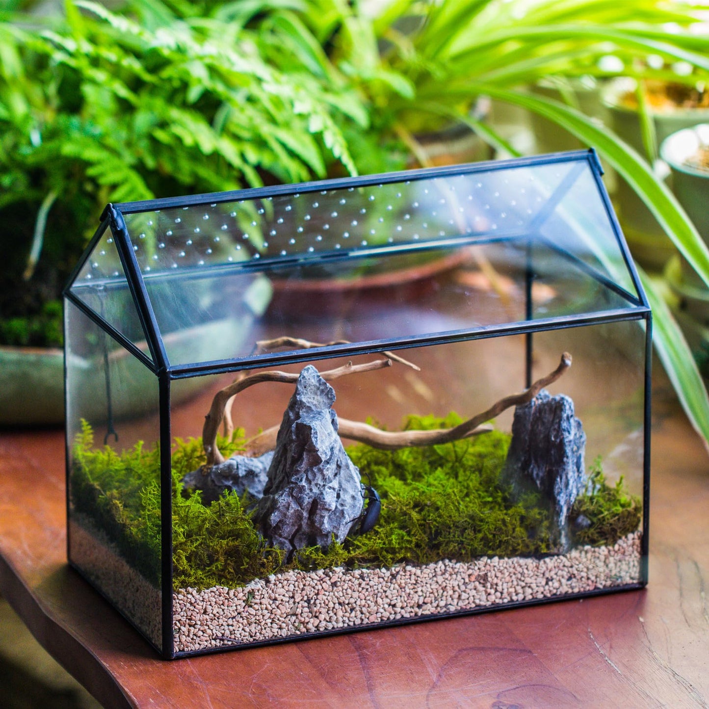 NCYP Glass Terrarium with Acrylic Lid, 26x15x21 cm, Large Geometric House Shape Clear Box for Snails, Ferns, Succulents, Air Plants, Indoor Tabletop Decor, Black (Terrarium Only)