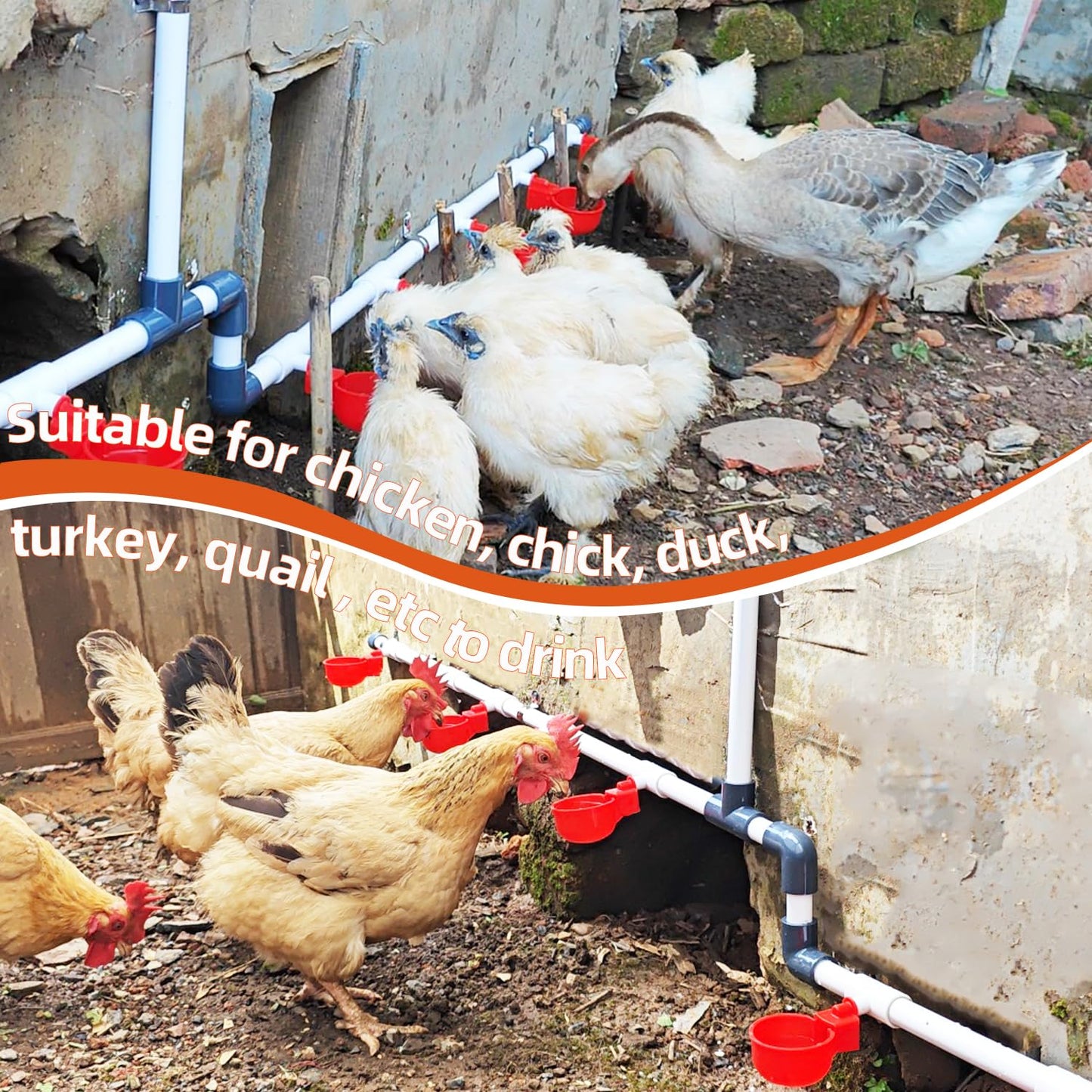 Ayakol Automatic Chicken Waterer System, DIY Poultry Pipe Water Feeder Set, Include 8 Chicken Water Cups, Coop Automatic Clean Waterer, Suitable for Chicken Duck Quail Pigeon