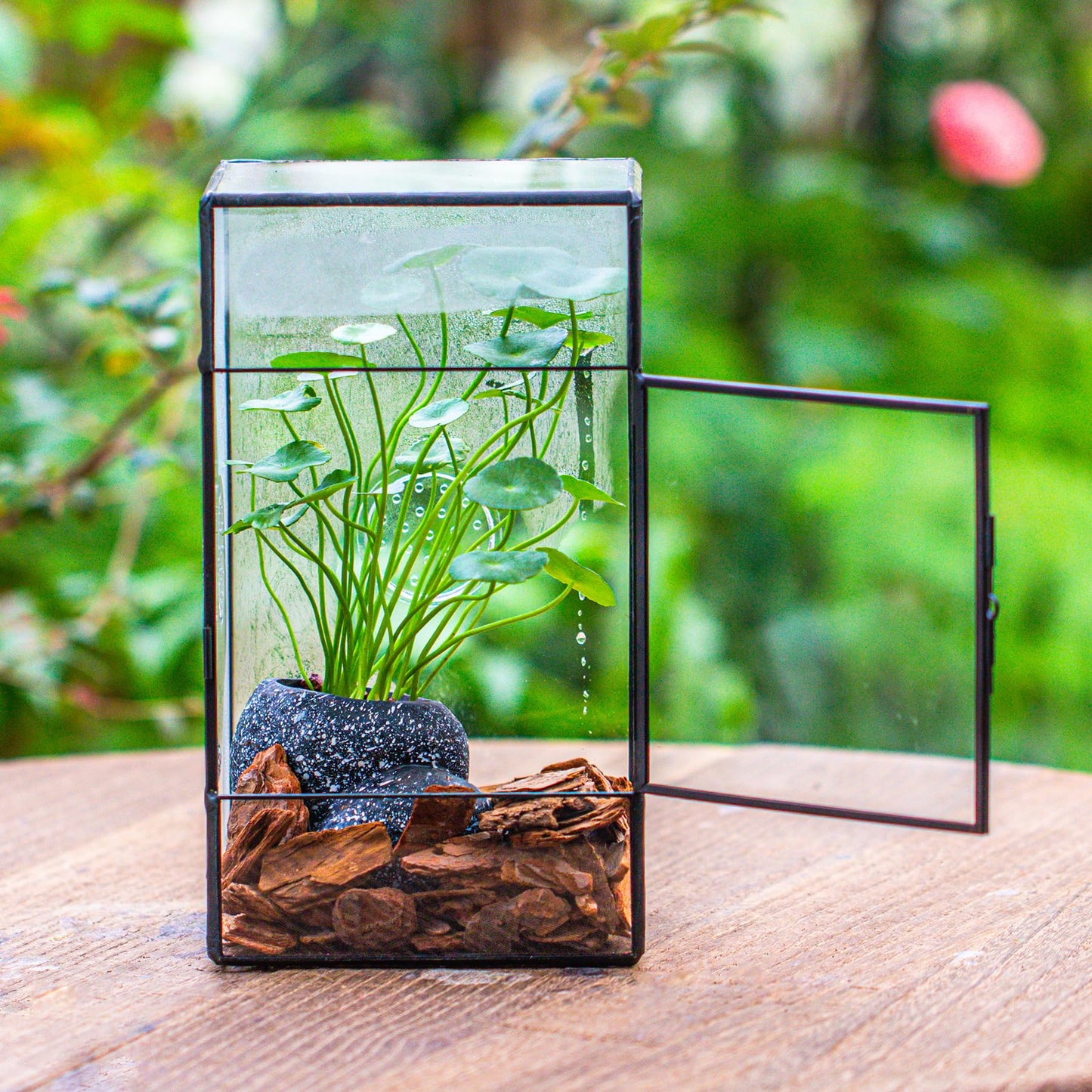 NCYP Glass Enclosure with Door and Vent Holes for Large Jumping Spider - 13 x 10 x 23 cm Front Opening Rectangle Black Terrarium - Holes Diameter 0.3cm (Terrarium Only)