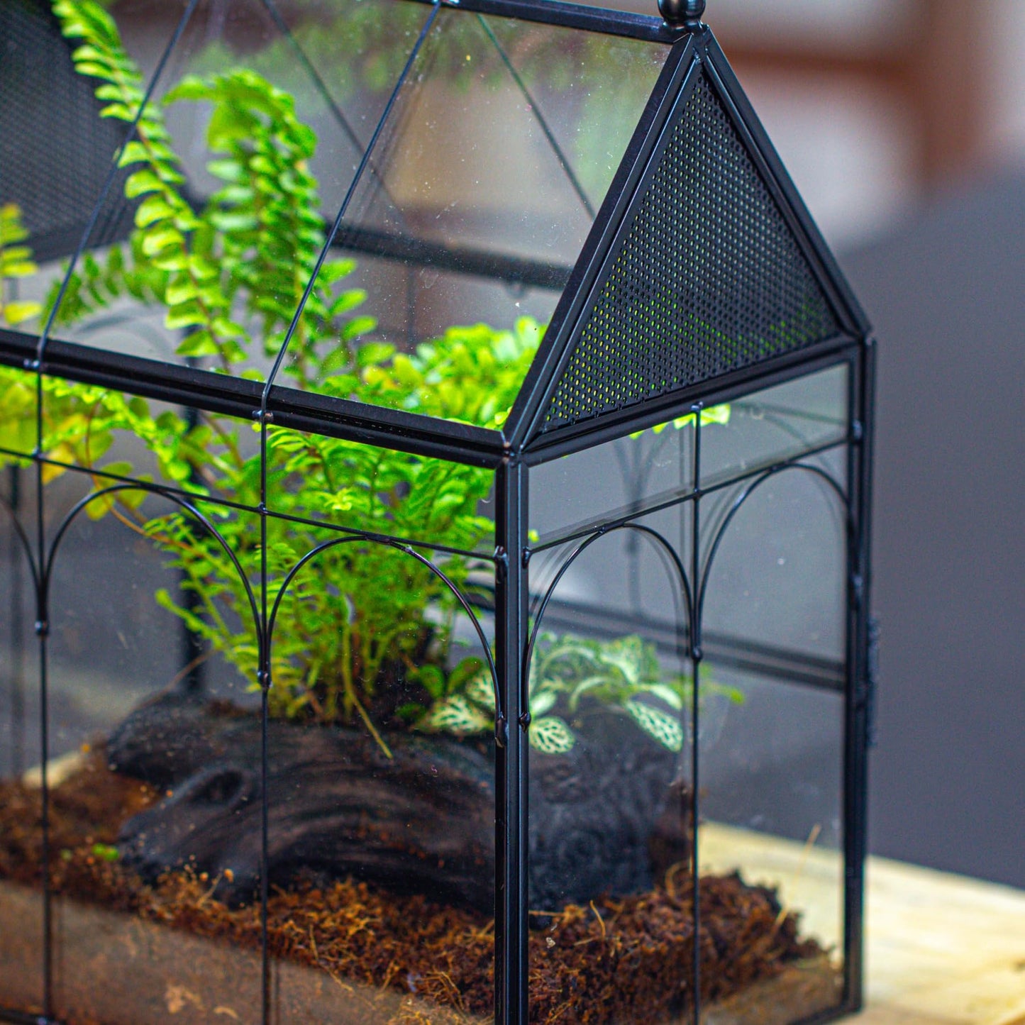 NCYP Glass Enclosure with Vent Holes for Insect, Spiders, Snails - 19 x 12.5 x 23 cm Small Closed Front Opening Door Succulent Terarium - House Shape Habitat, Home Decor Black (No Plants)