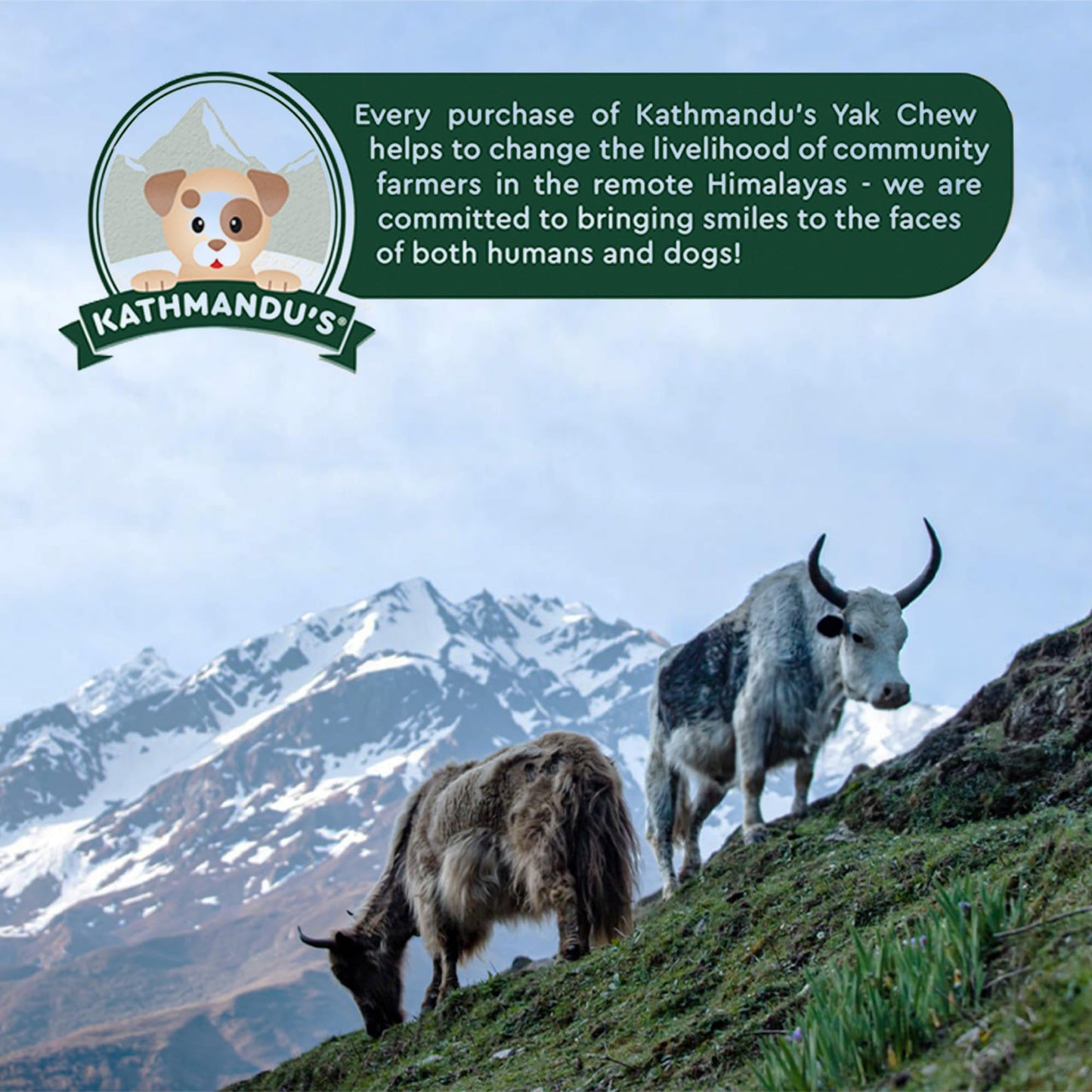 Authentic Himalayan Yak Cheese for Dogs - Large/XLarge (Pack of 4) - Sourced from Pristine Himalayan Foothill, Rawhide-Free, NO preservatives