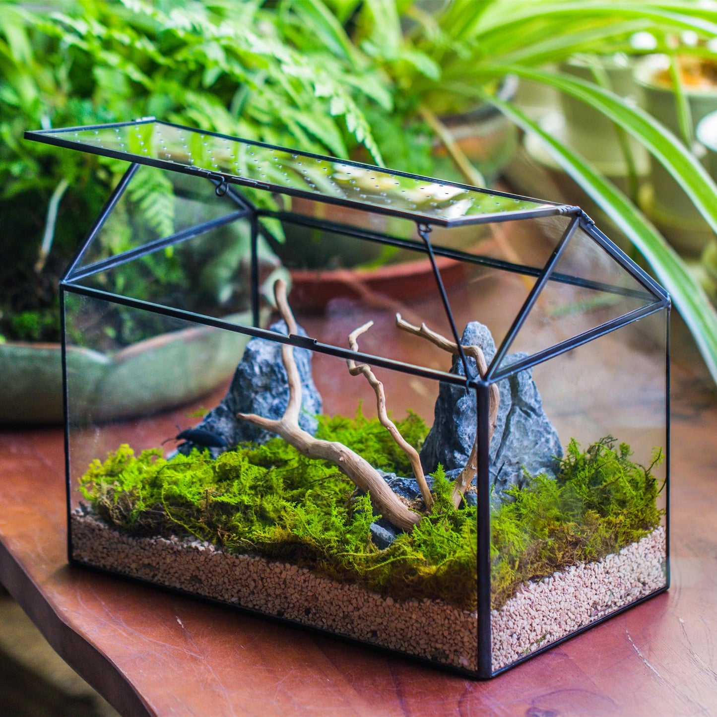 NCYP Glass Terrarium with Acrylic Lid, 26x15x21 cm, Large Geometric House Shape Clear Box for Snails, Ferns, Succulents, Air Plants, Indoor Tabletop Decor, Black (Terrarium Only)