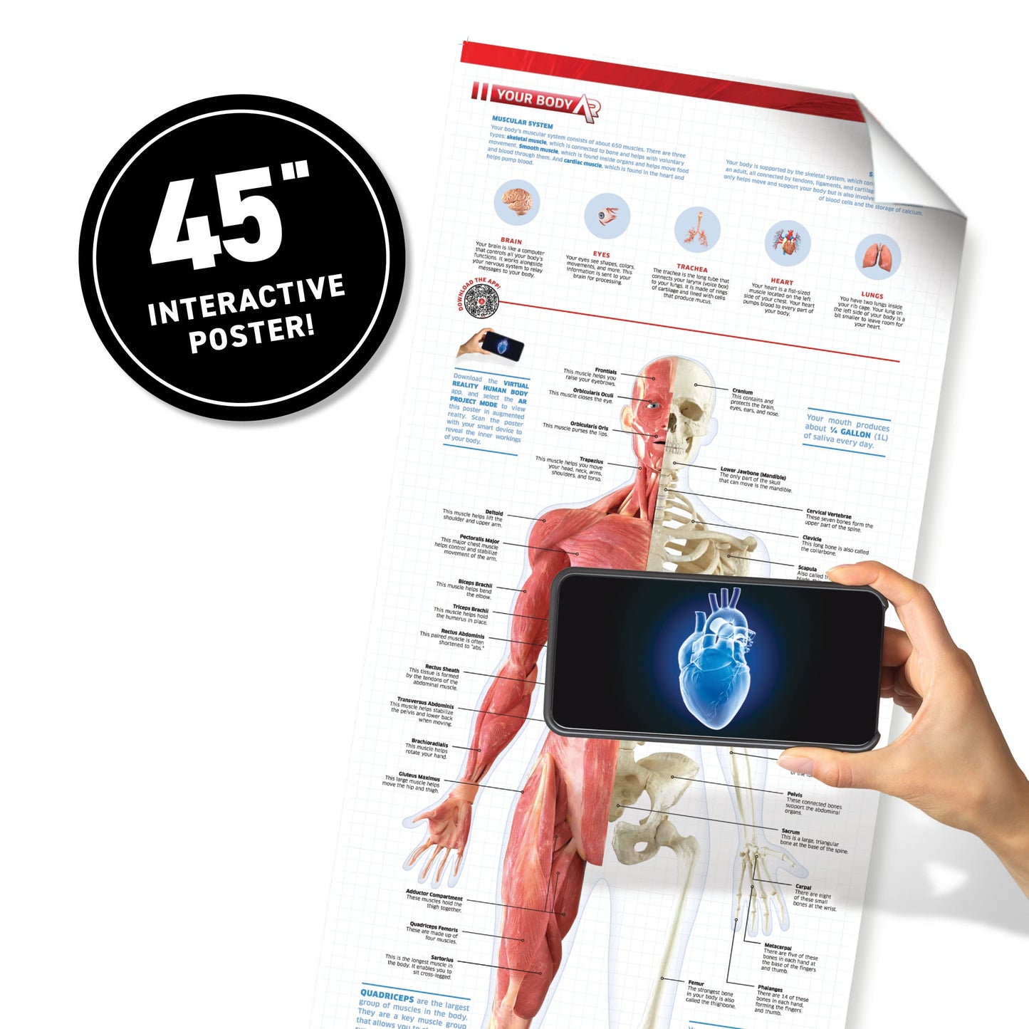 Abacus Brands Virtual Reality Human Body - Illustrated Interactive VR Book and STEM Learning Activity Set