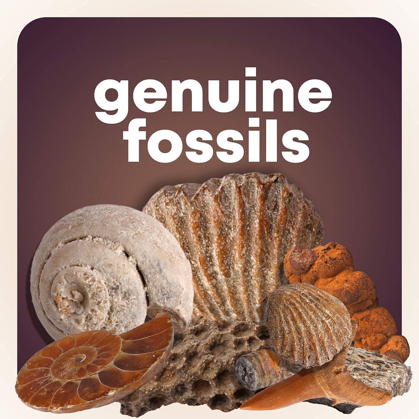 Rock, Fossil & Mineral Collection & Activity Kit. Includes 250+ Real Gemstones, Crystals Specimens & Jumbo Learning Mat - Bulk Rough Rocks, Polished Gem Stones, Genuine Fossils - Science Gift for Kids