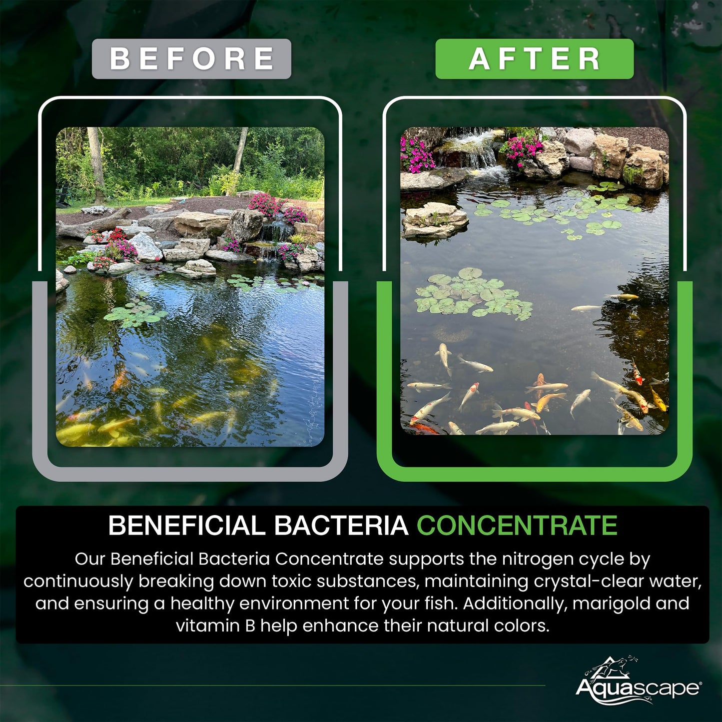 Aquascape 98949 Beneficial Bacteria for Ponds, Dry 1.1 Lbs