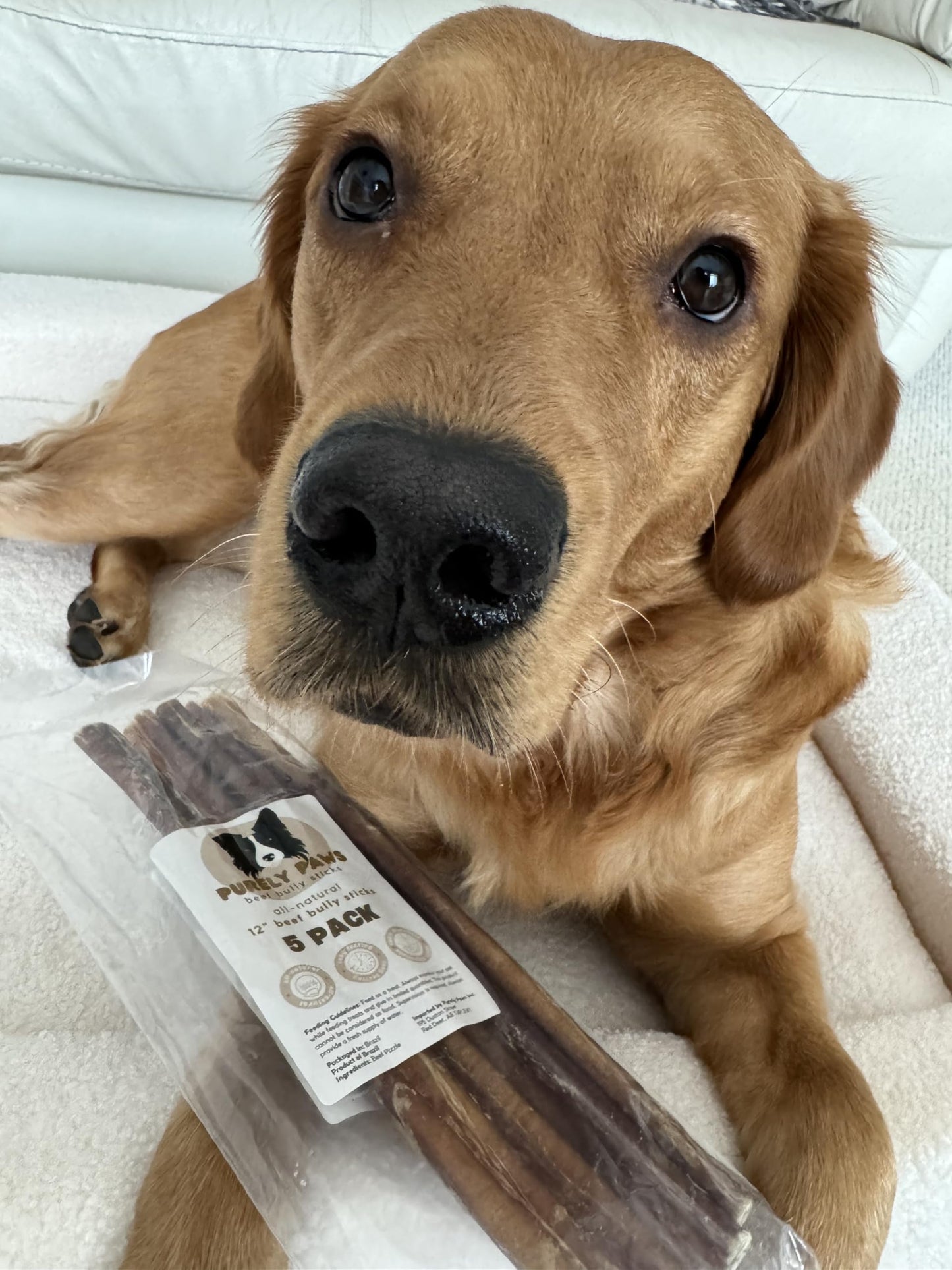 Purely Paws Bully Sticks Supreme for Large Dogs – Extra Thick, Long-Lasting Dog Chews for Aggressive Chewers – 100% Beef, Rawhide-Free & Low Odor – Canadian Company (12", 10 Count)