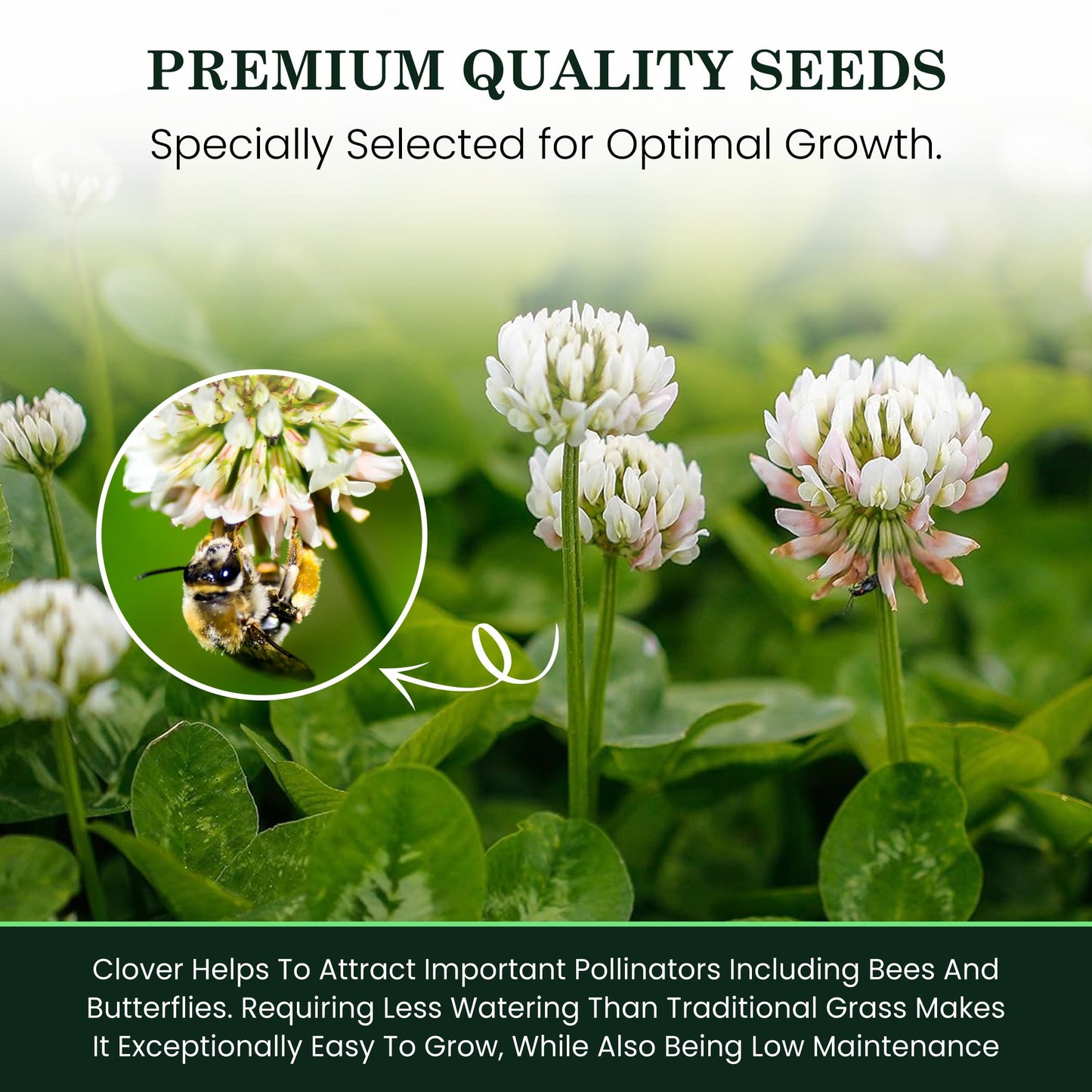 1 Pound Dutch Lawn Clover Seed | Made in Canada | Seed for Canadian Lawns | Non GmoSeeds | White Flower Seeds | Perrenial Lawn Clover | Trefle Blanc | Micro Grass Seed
