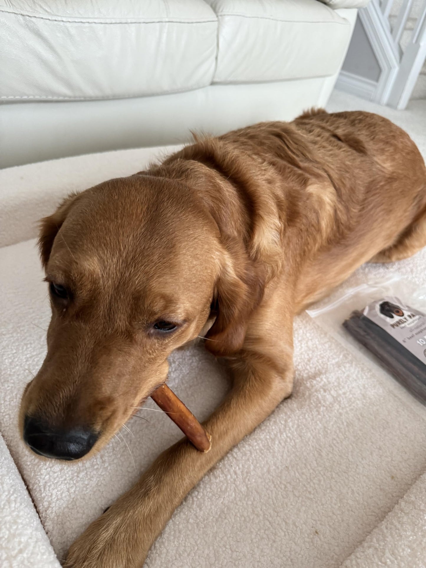 Purely Paws Bully Sticks Supreme for Large Dogs – Extra Thick, Long-Lasting Dog Chews for Aggressive Chewers – 100% Beef, Rawhide-Free & Low Odor – Canadian Company (12", 10 Count)