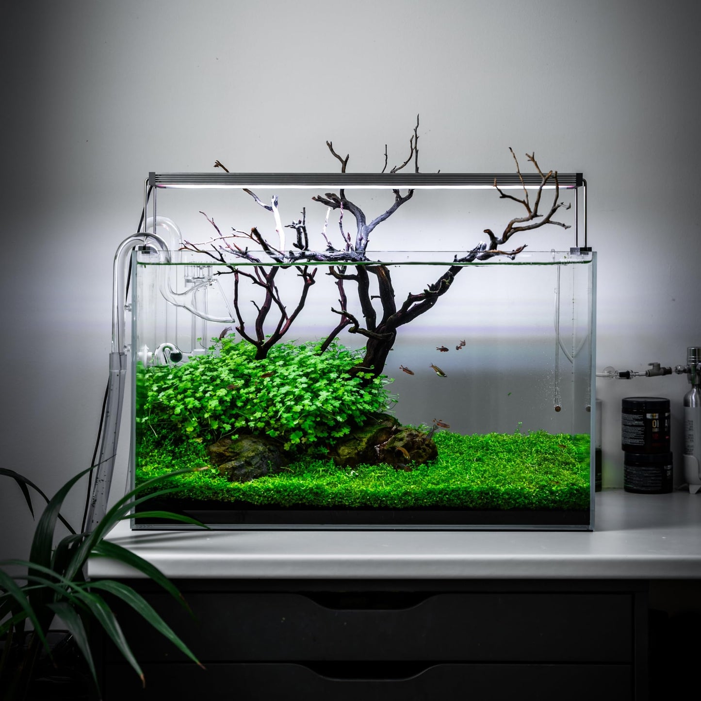 FZONE Aquatic Glass Lily Pipe Set with Lily Skimmer Inflow and Lily Outflow for Aquarium Filter 5/8''(16/22mm) Tubing