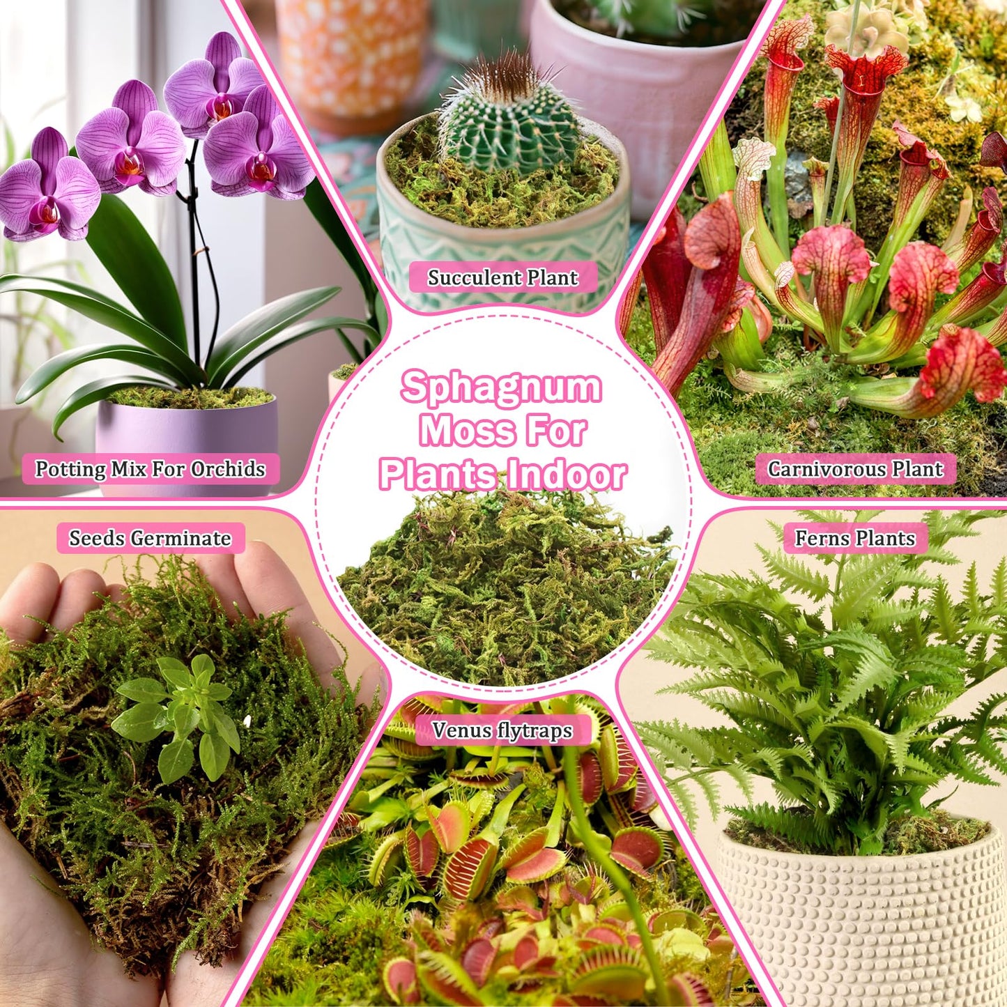 Riare 4.4LBS Premium Sphagnum Moss for Plants- 80QT Natural Dried Plant Moss for Potted Plants, Orchid Moss for Repotting, Soft Green Decorative Moss for Succulents, Reptiles & DIY Crafts