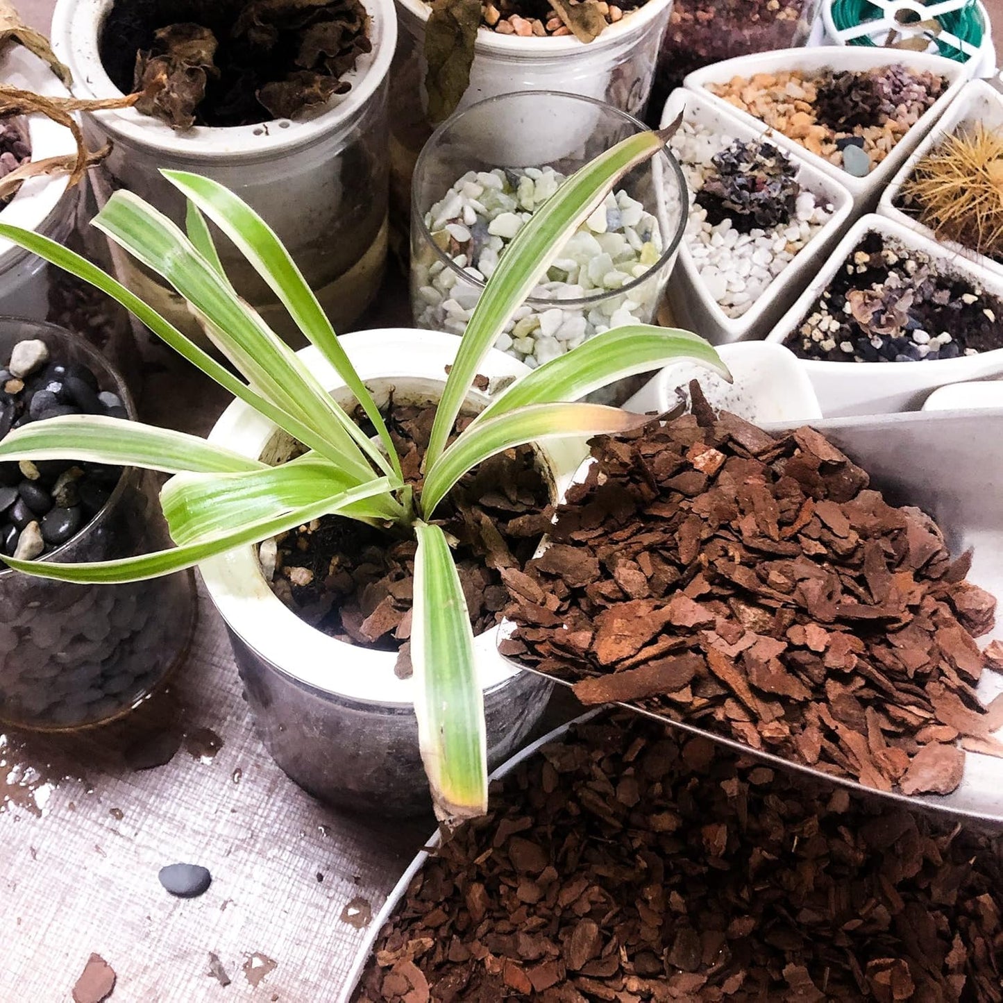 17 litres Orchid Bark - Natural Mulch for Orchids & Tropical Plants, Promotes Root Development and Soil Amendment for Healthy Plant Growth (Small Size)