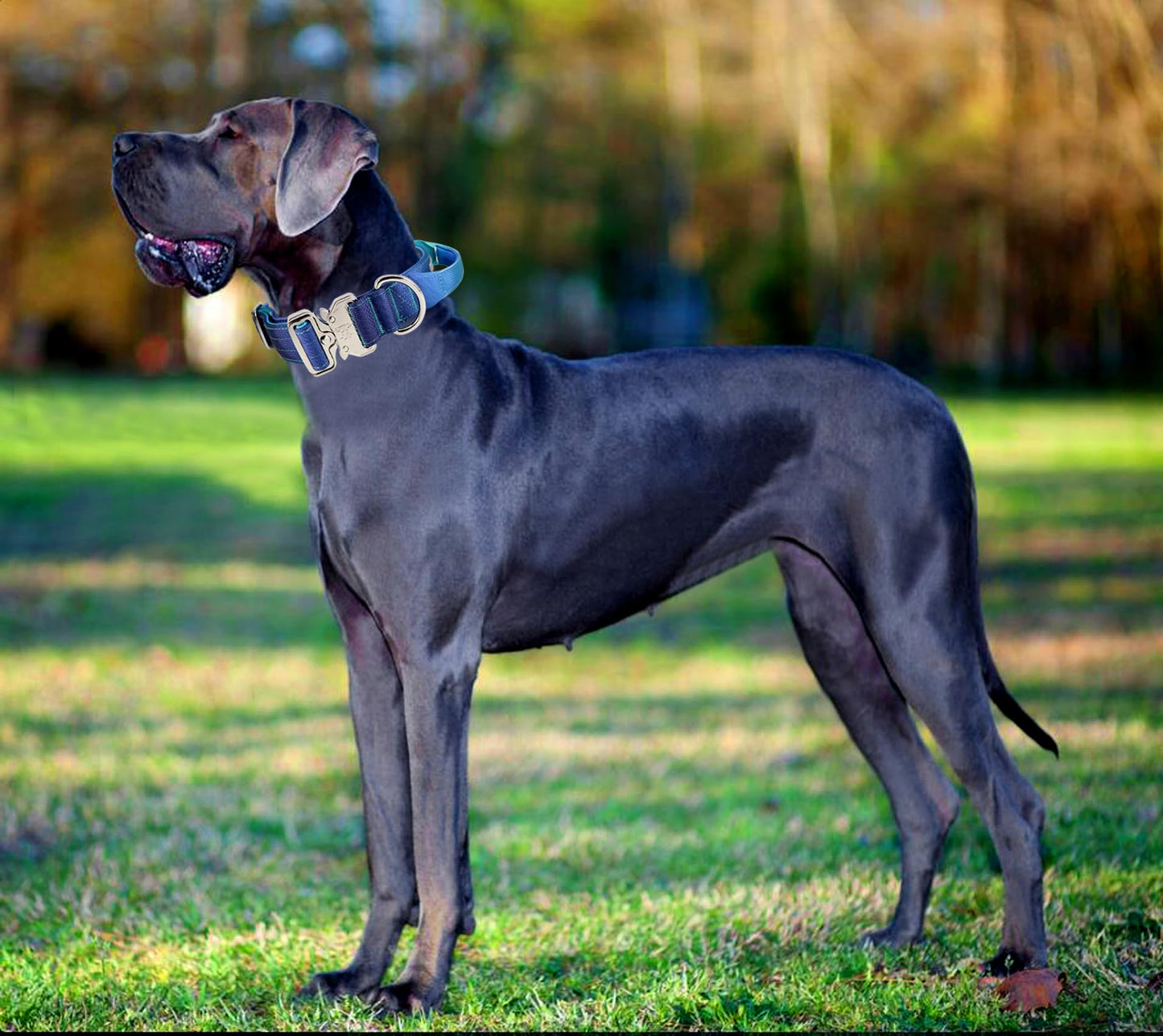 Comfluxe Tactical Dog Collar, Wide Thick Heavy Duty Dog Collar with Handle, Soft Neoprene Padded Military-Grade Nylon Training Collar with Quick Release Metal Buckle for Large Dogs (Blue, M)