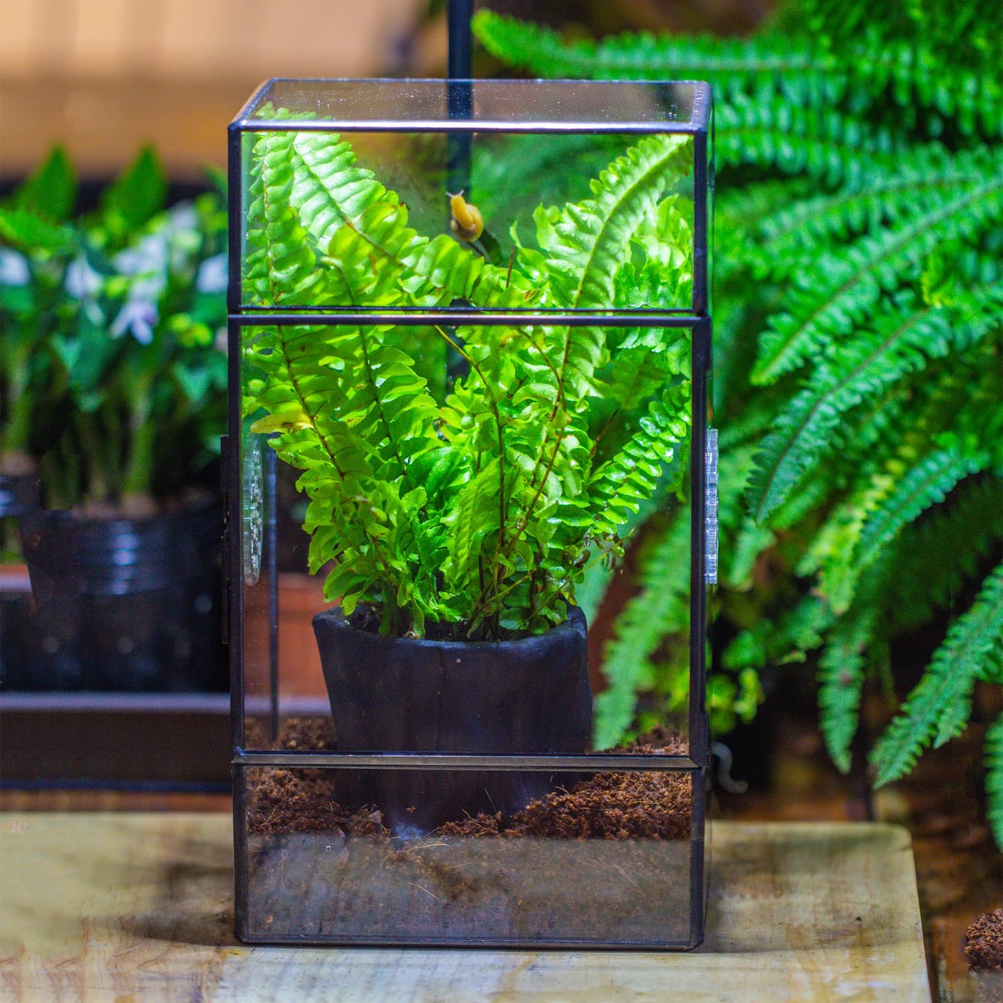 NCYP Glass Enclosure with Door and Vent Holes for Large Jumping Spider - 13 x 10 x 23 cm Front Opening Rectangle Black Terrarium - Holes Diameter 0.3cm (Terrarium Only)