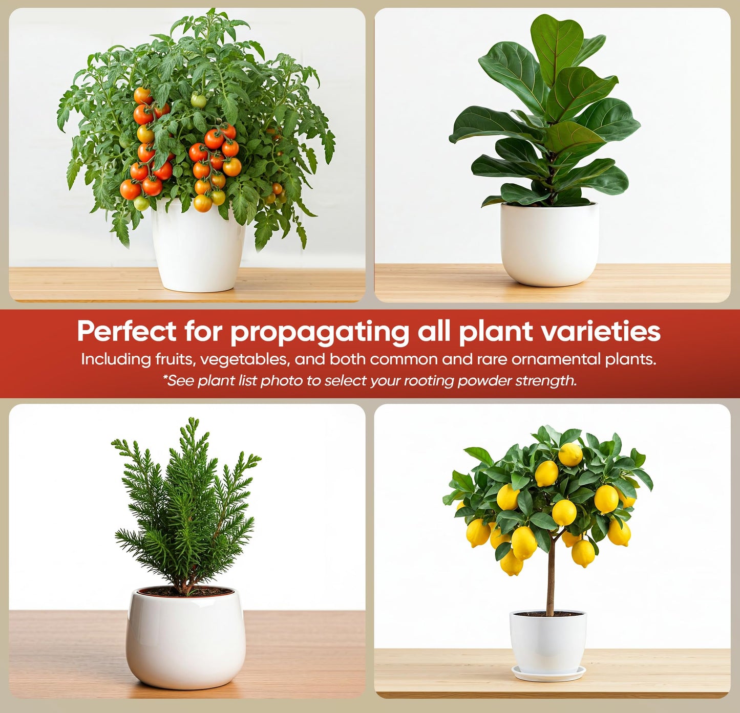 Hormex Rooting Hormone Powder #8 | for Moderately Difficult to Root Plants | Fastest IBA Rooting Powder Compound for Strong & Healthy Roots