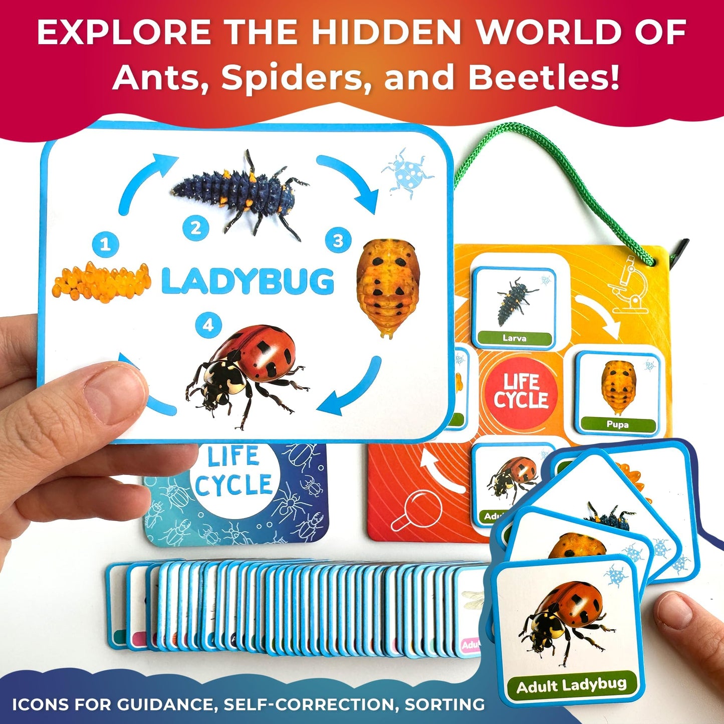 Quokka Life Cycle Kit Toy Montessori - 30 Flash Cards Toddler Science Activities for Kids Ages 3-4 - Prek Animal Learning Materials 3-5 - 120 Magnetic Homeschooling Supplies for Preschool