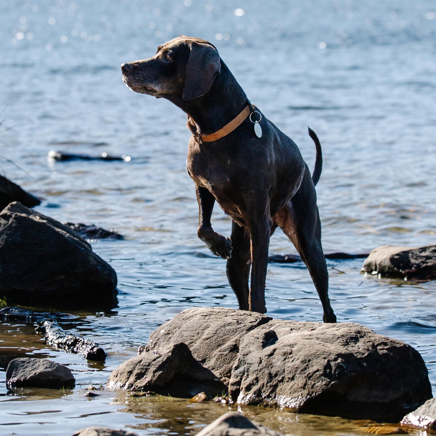 Carhartt Field Dog Collar, Fully Adjustable, Durable 600-Denier Fabric W/Reflective Wordmark for Visibility, Oak Leaf, Large