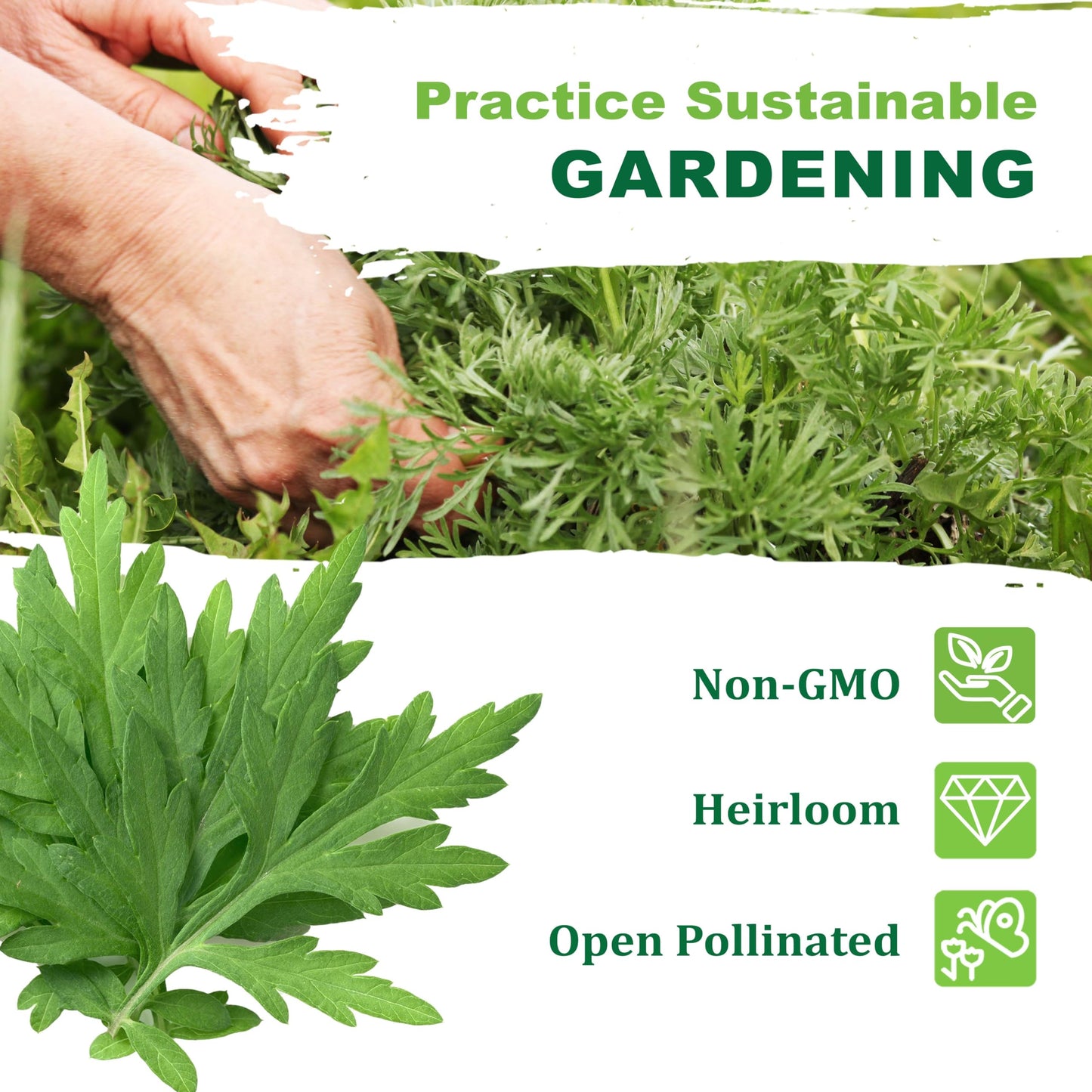 TKE Farms & Gardens - Mugwort Seeds for Planting, 500 mg Packet, 4000+ Non-GMO Heirloom Medicinal Herb Seeds, High Germination Rate, Fast-Growing Perennial Herb, Includes Easy Planting Instructions