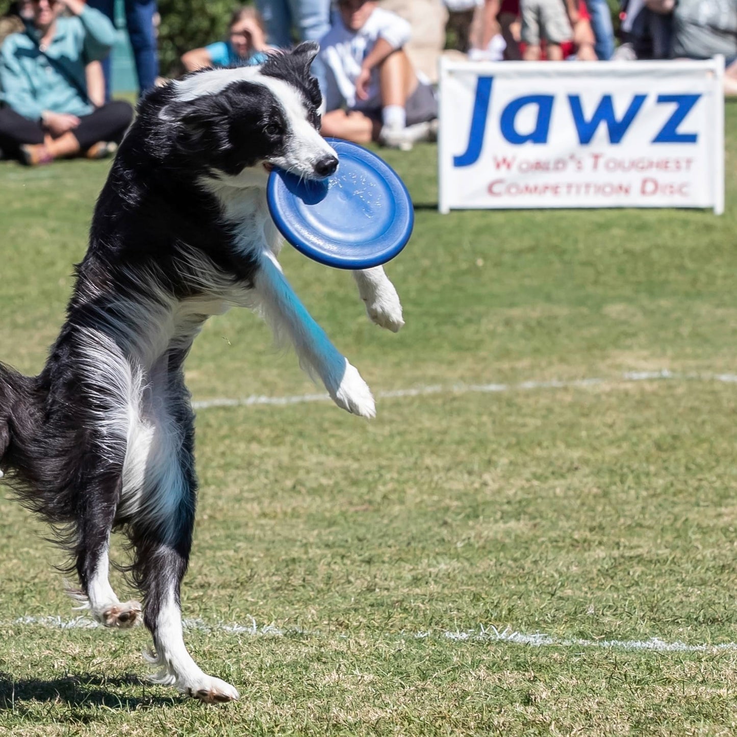 Hyperflite Jawz Dog Flying Disc - World's Toughest Training Dog Toy. Best Competition Flying Disc Toy for Pets, Puncture Resistant - 8.75 Inch