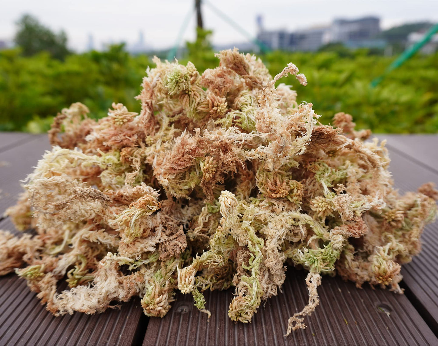 Kapecute Sphagnum Moss 1.2 lb Perfect for Plant Propagation, Great Orchid Potting Mix, Help with Maintain Humidity