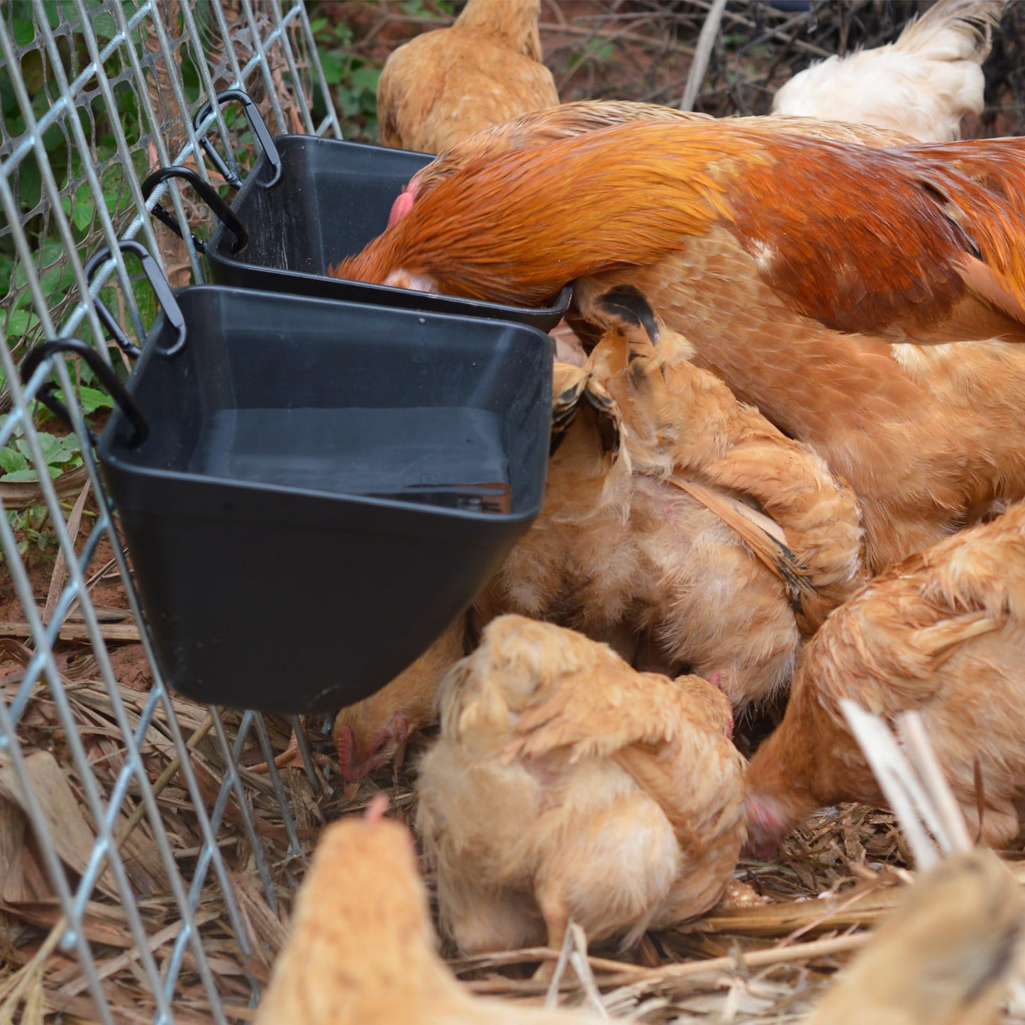 Chicken Feeder Hanging Feed Trough Waterer Bucket for Duck Goose Goat Sheep Dog Poultry & Small Livestock in Coop & Farm Goat Supplies Feeder (4, Black)
