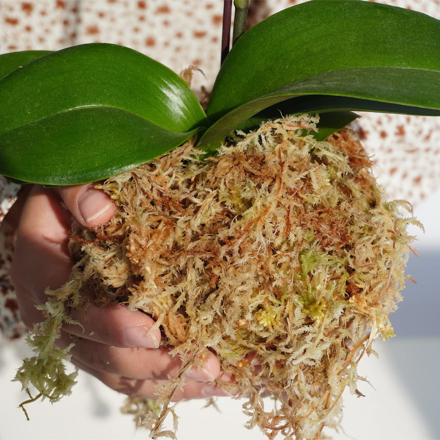Kapecute Sphagnum Moss 1.2 lb Perfect for Plant Propagation, Great Orchid Potting Mix, Help with Maintain Humidity