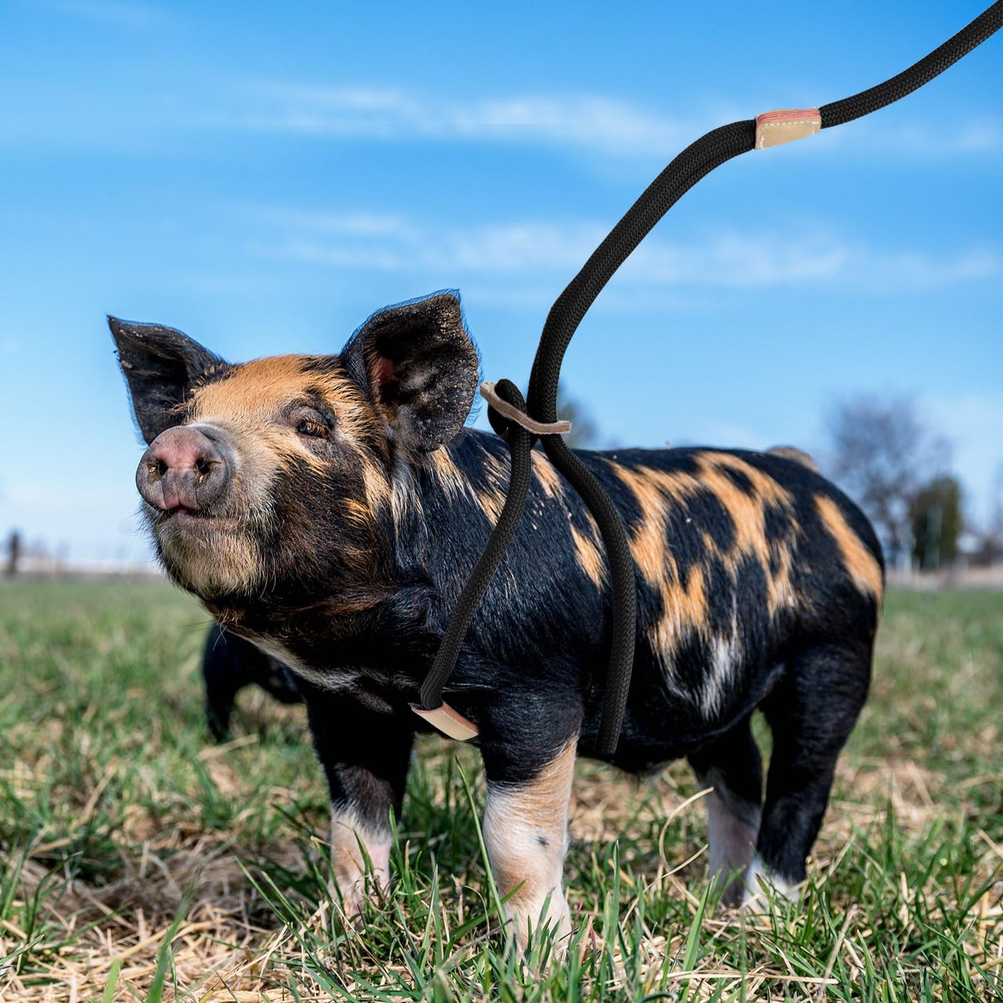 MinrzPet Pig Harness, Adjustable 8 Feet Leash for Small to Medium Pet Pigs