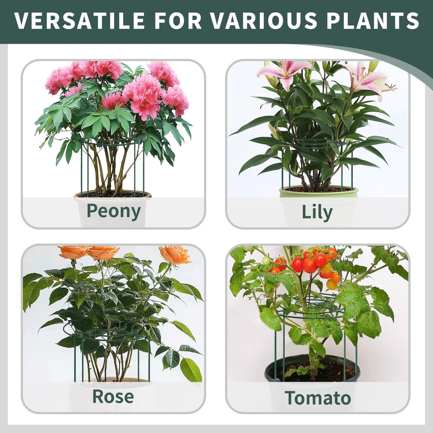 4 Pack Peony Cages and Supports 32" H x 14" D, Green Metal Rust-Proof Peony cage Round Cross-Concentric Frame & Removable 4 Legs (5mm Wire Rod) for Outdoor/interieur Plants,Rose,Hydrangea