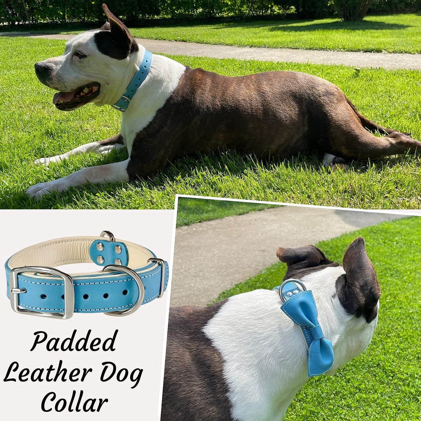 ADITYNA Heavy Duty Leather Dog Collar for Small, Medium, Large, and Extra-Large Dogs - Padded Dog Collar with Genuine Leather - Collier Pour Chien (Medium: Fit 13-20" Neck, Blue)