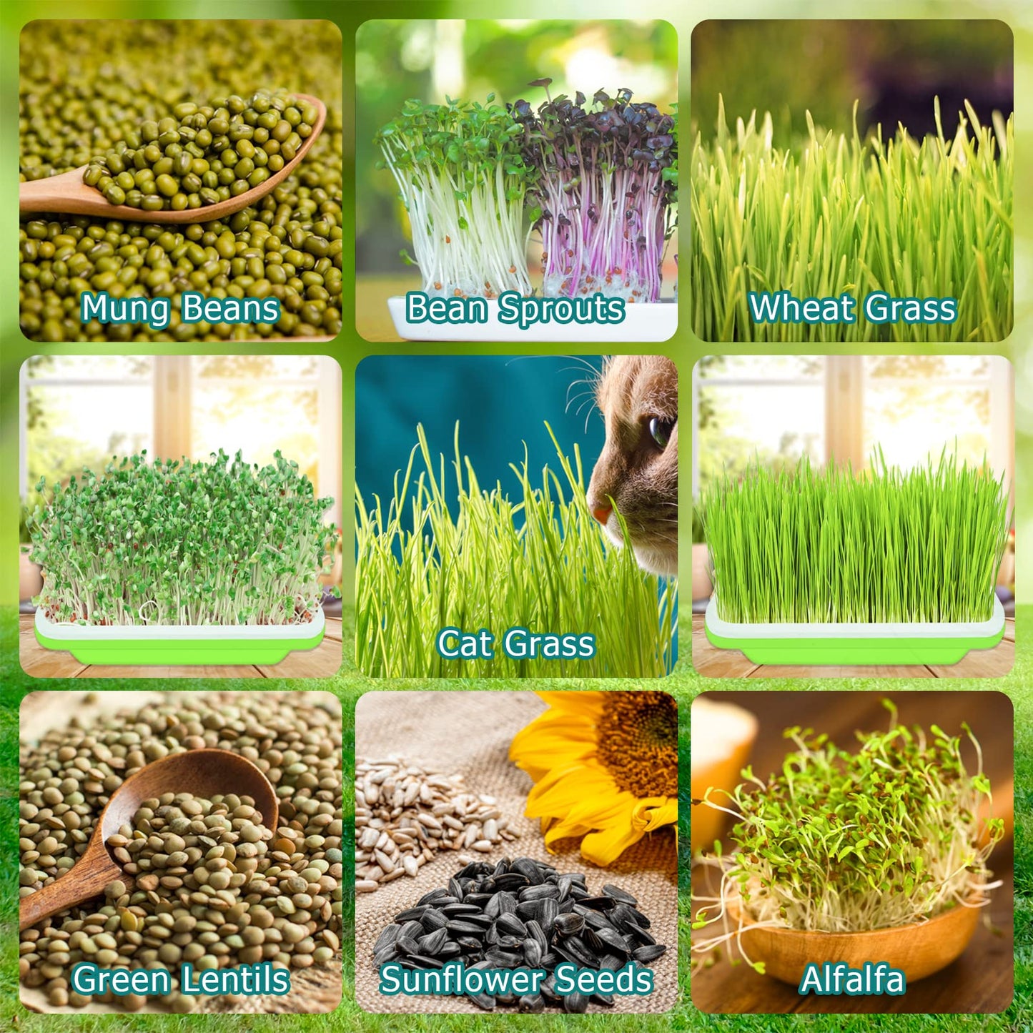 Legigo 10 Pack Green Seed Sprouter Trays- Soil-Free Cultivation Germination Tray, BPA Free Nursery Tray with Planting Paper for Indoors or Outdoors Sprouting Seeds, Grow Grass, Beans