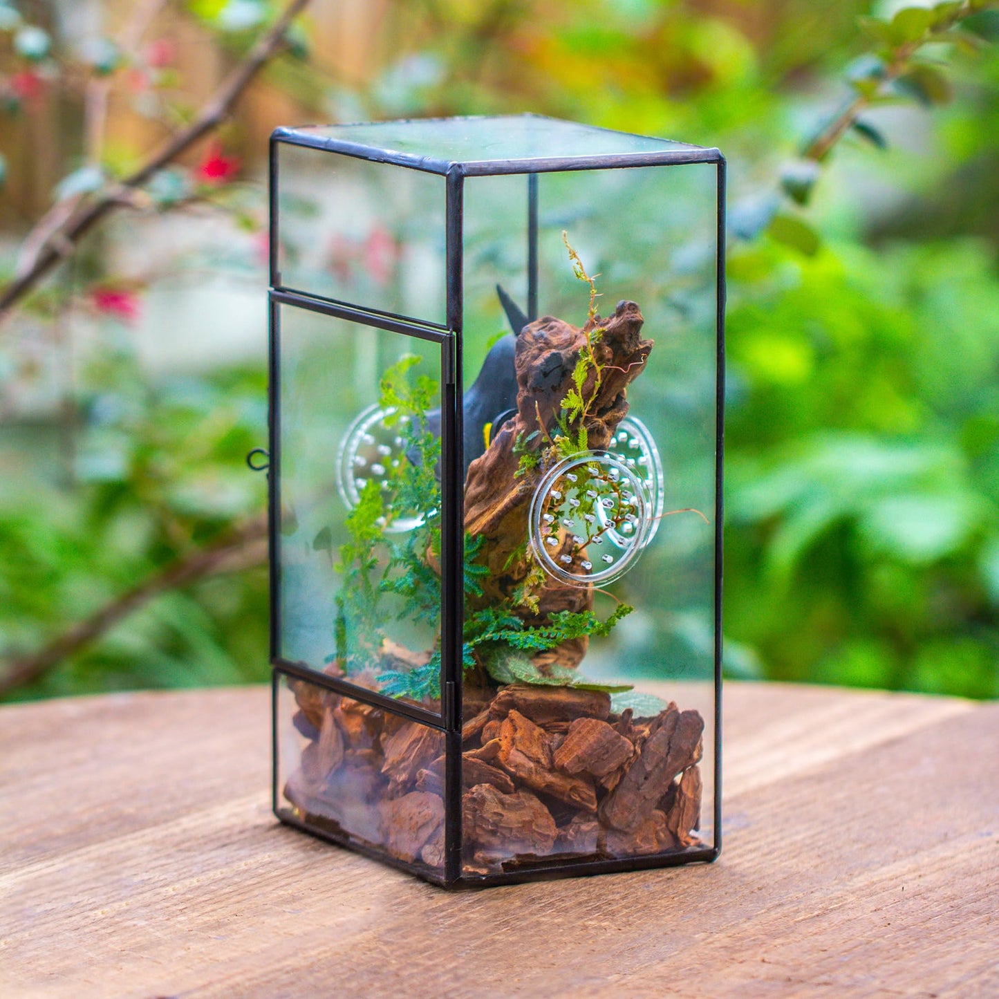 NCYP Glass Enclosure with Door and Vent Holes for Large Jumping Spider - 13 x 10 x 23 cm Front Opening Rectangle Black Terrarium - Holes Diameter 0.3cm (Terrarium Only)