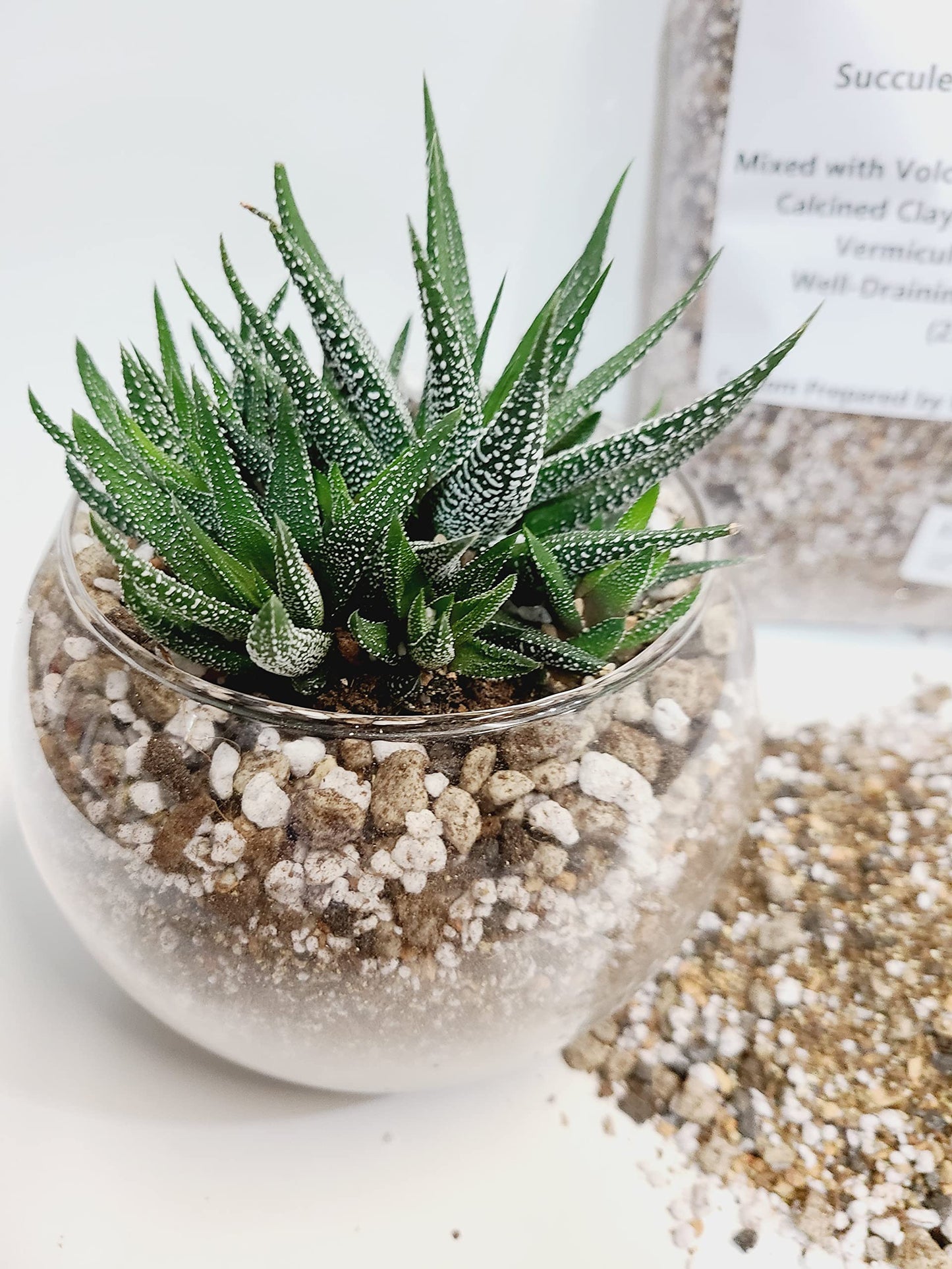 M.M BASICS Succulent Soil Mix/Cactus Soil, Mixed with Volcanic Pumice, Coarse Perlite, Calcined Clay, Black Lava Rocks, Fine Vermiculite and Coco Coir, Well-Draining and Healthy Roots, (4 litres)