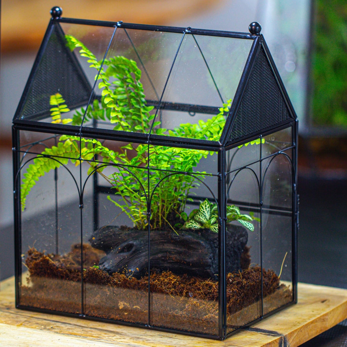 NCYP Glass Enclosure with Vent Holes for Insect, Spiders, Snails - 19 x 12.5 x 23 cm Small Closed Front Opening Door Succulent Terarium - House Shape Habitat, Home Decor Black (No Plants)